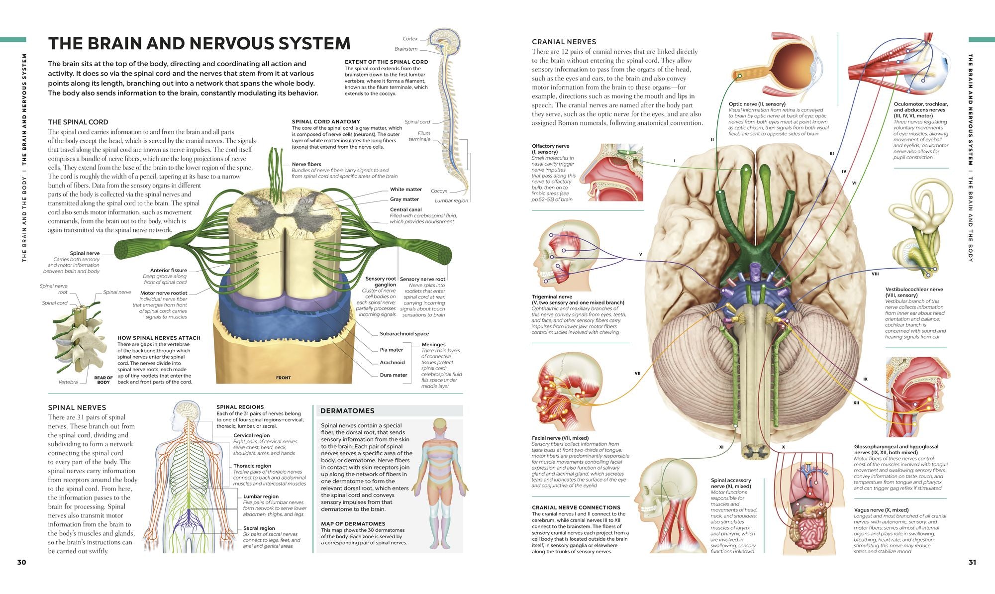 The Human Brain Book: A Visual Guide to the Structure and Function