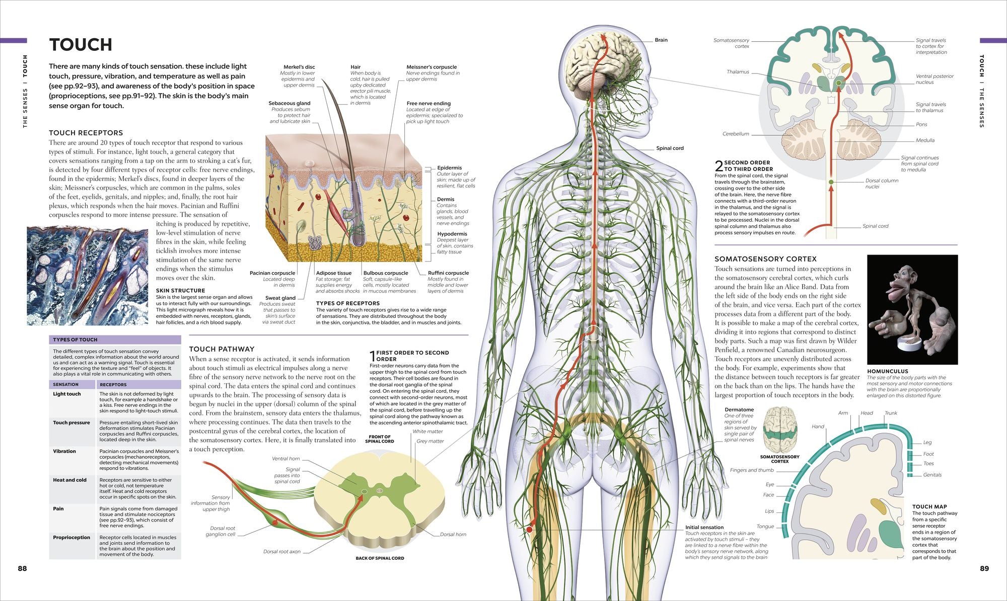 The Human Brain Book: A Visual Guide to the Structure and Function