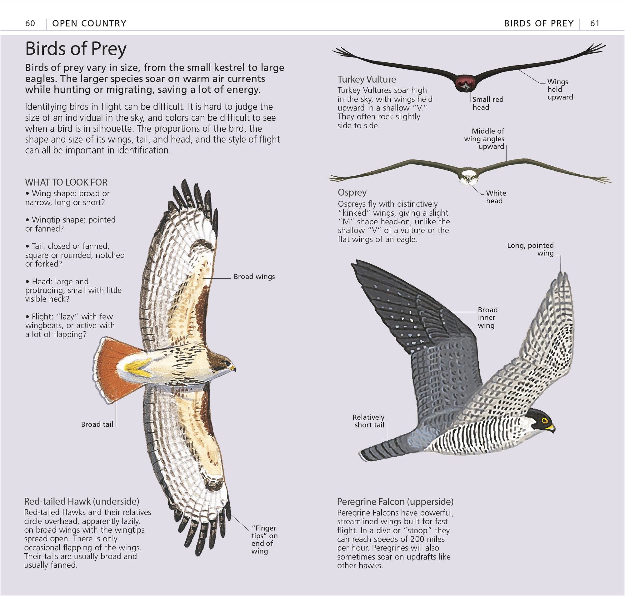 What's that Bird?