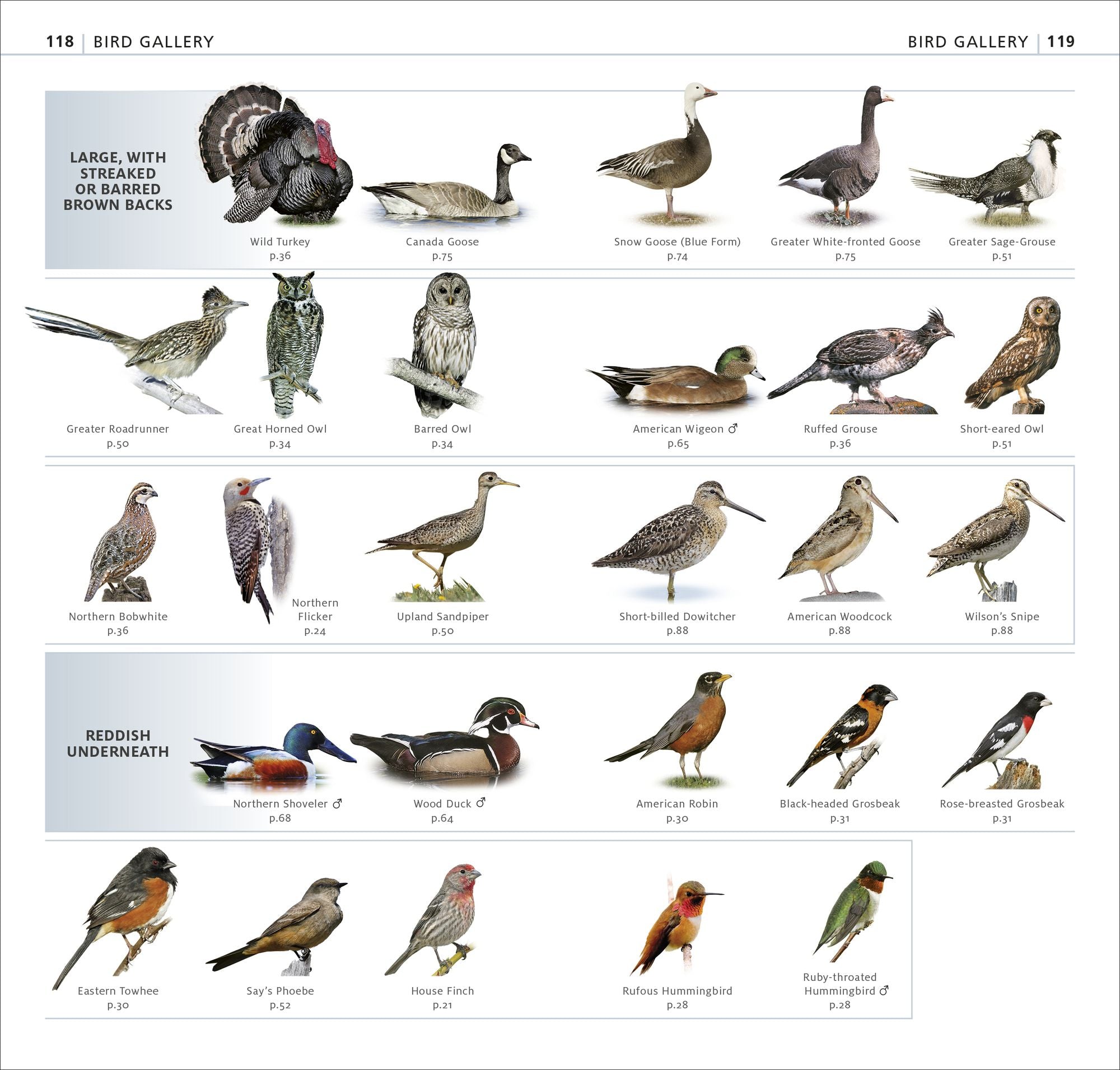 What's that Bird?