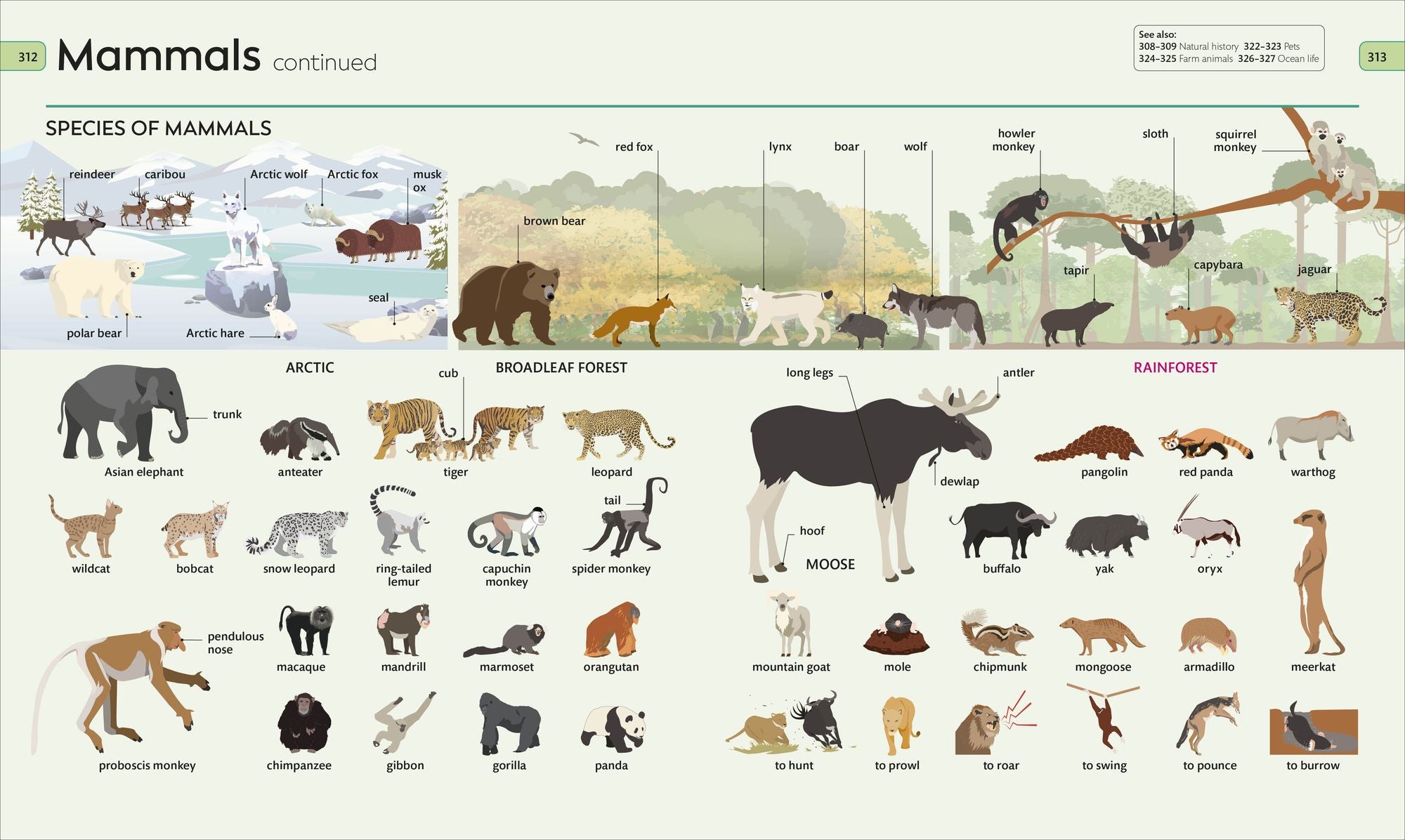 Children's Visual Dictionary