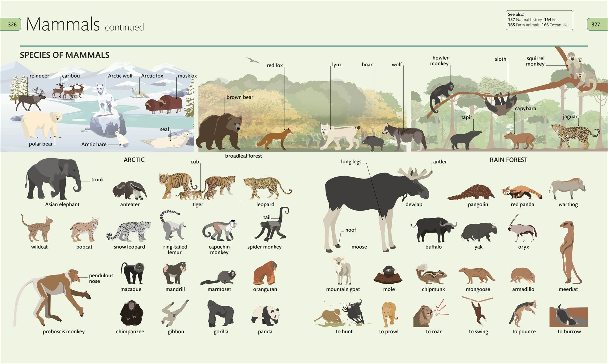 Children's Visual Dictionary