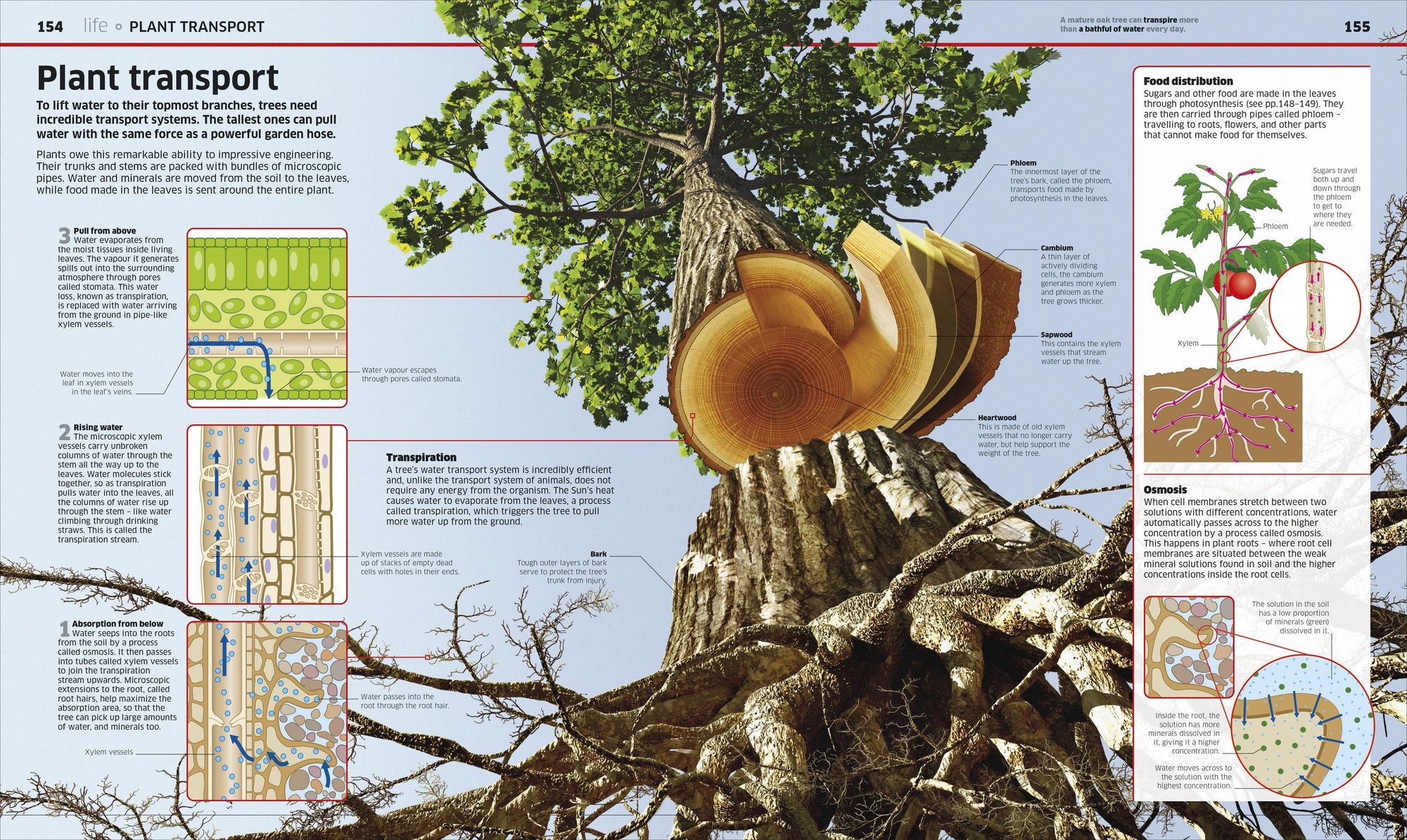 Knowledge Encyclopedia Science!, 2nd Edition