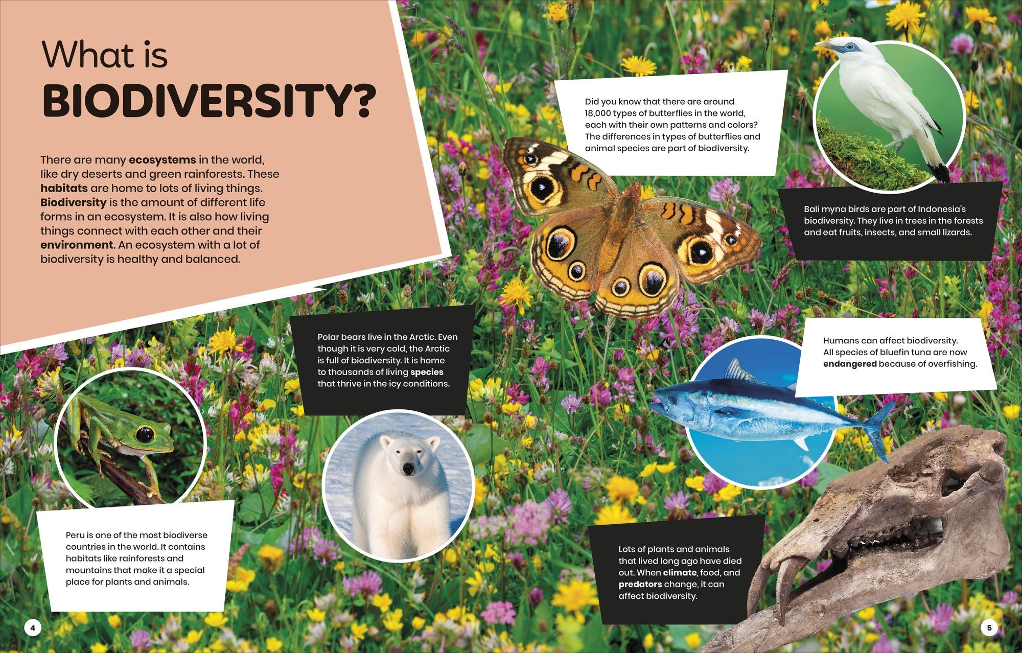 DK Super Planet Beautiful Biodiversity