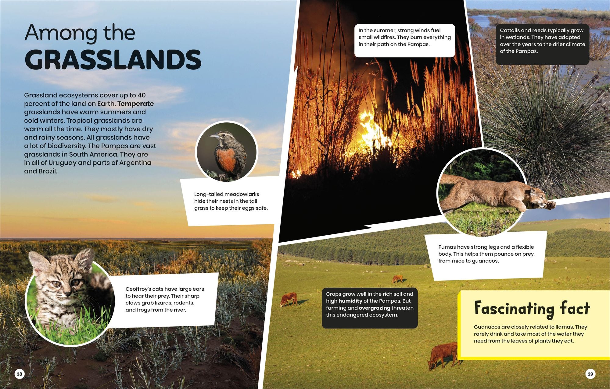 DK Super Planet Beautiful Biodiversity