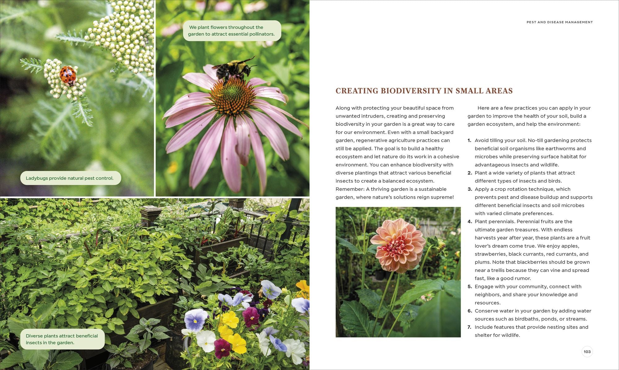 The Compact Garden: A Beginner's Guide to Growing Vegetables in Small Spaces