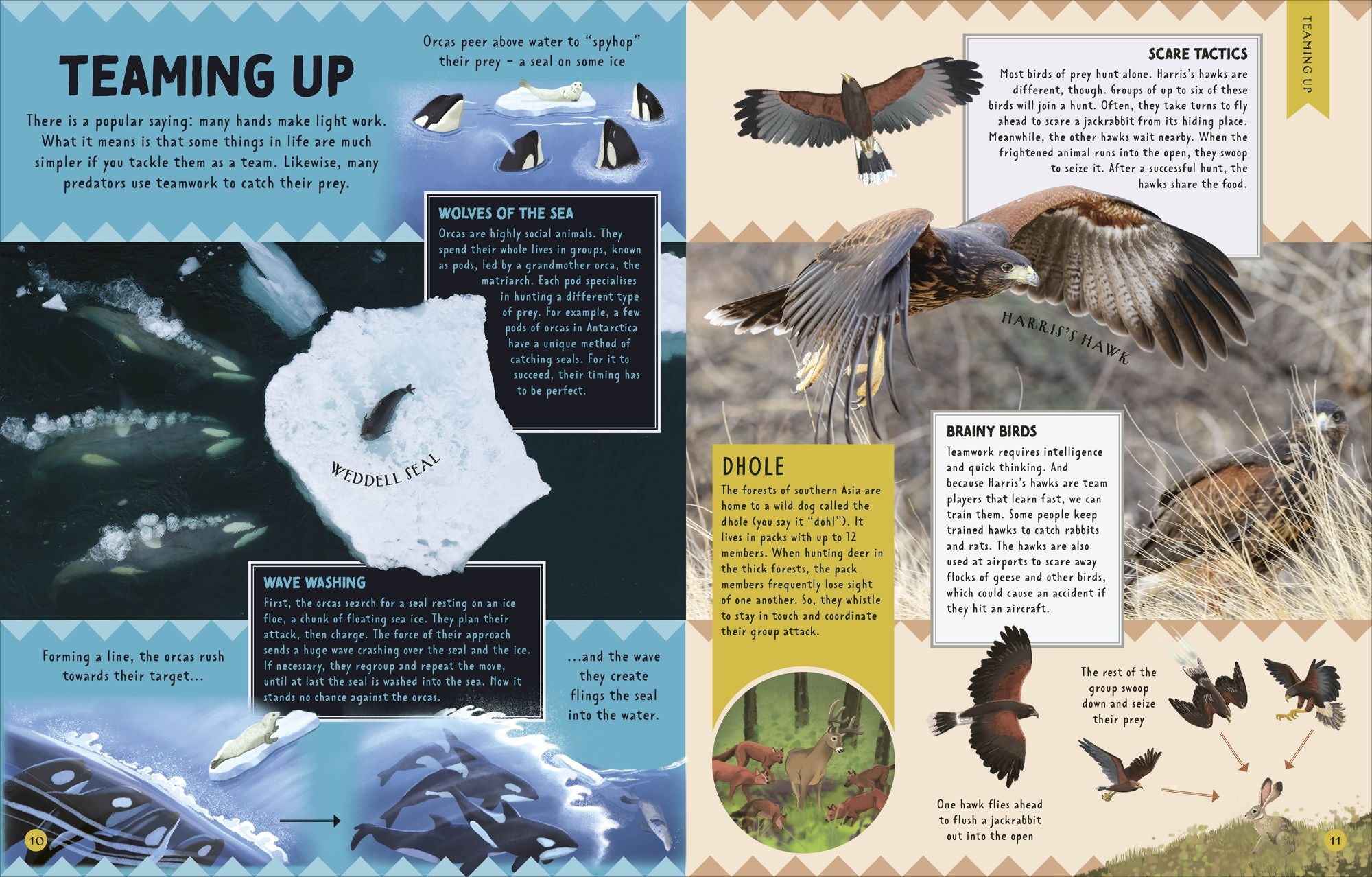 Animal Partnerships: Radical Relationships, Unlikely Alliances, and Other Animal Teams