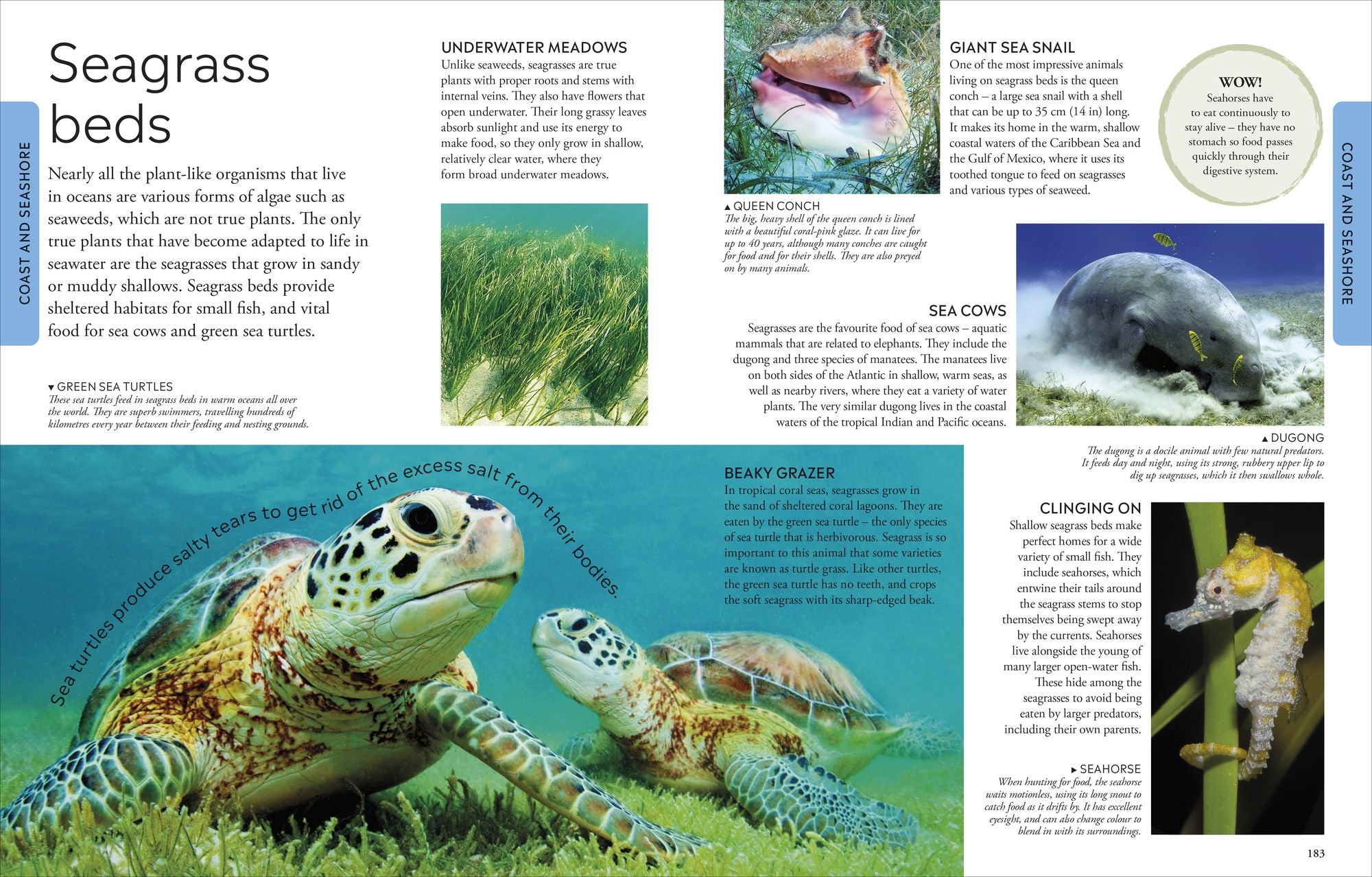 Ocean: A Visual Encyclopedia of Marine Life