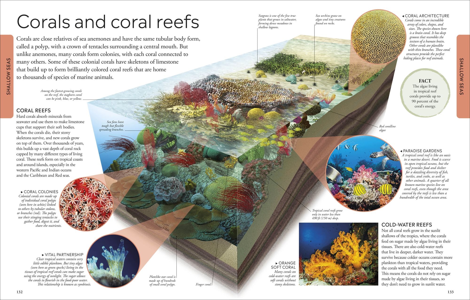 Ocean: A Visual Encyclopedia of Marine Life