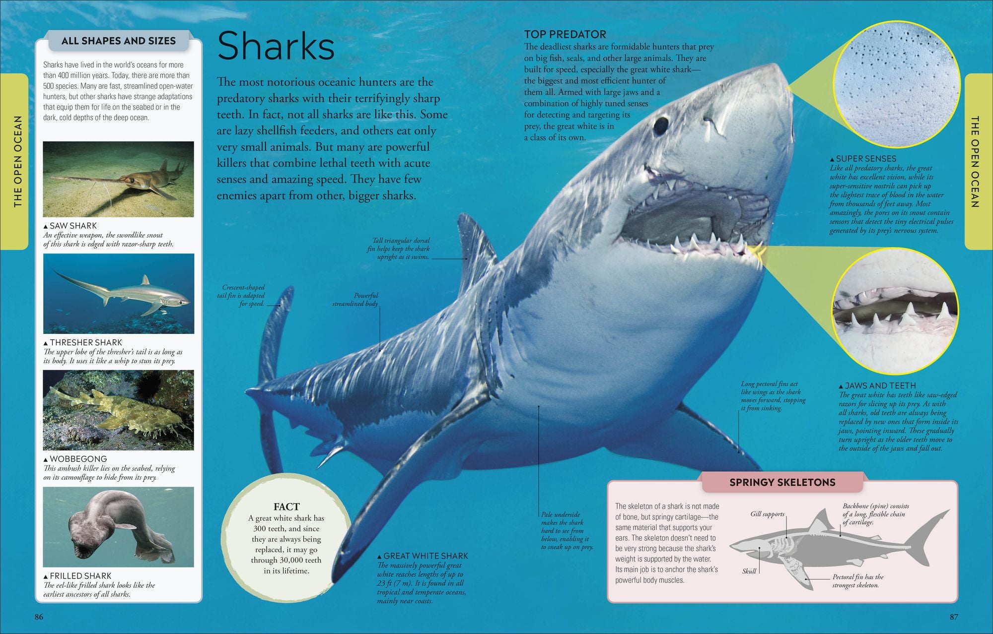 Ocean: A Visual Encyclopedia of Marine Life