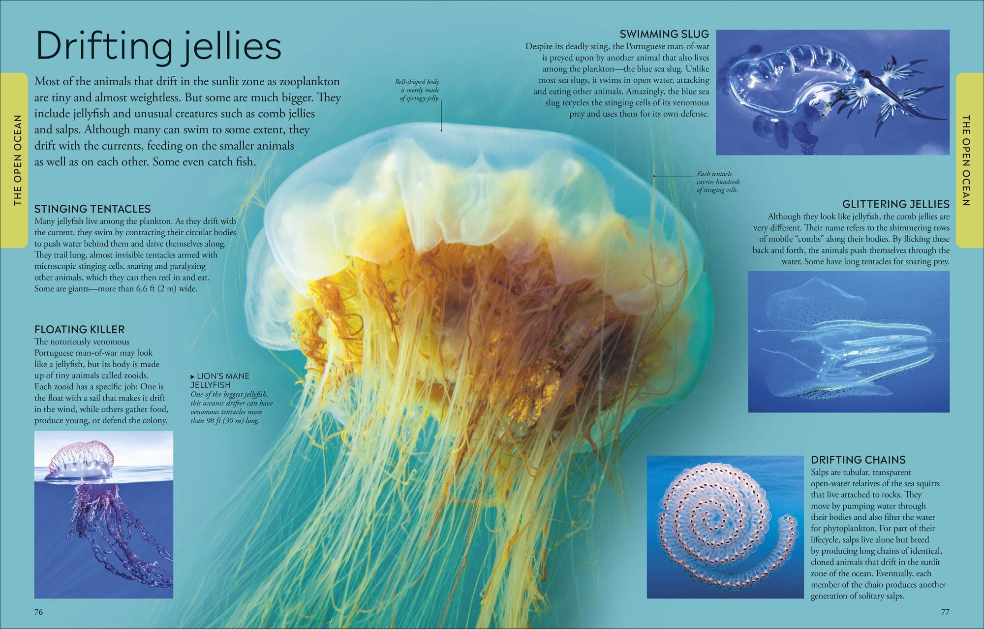 Ocean: A Visual Encyclopedia of Marine Life
