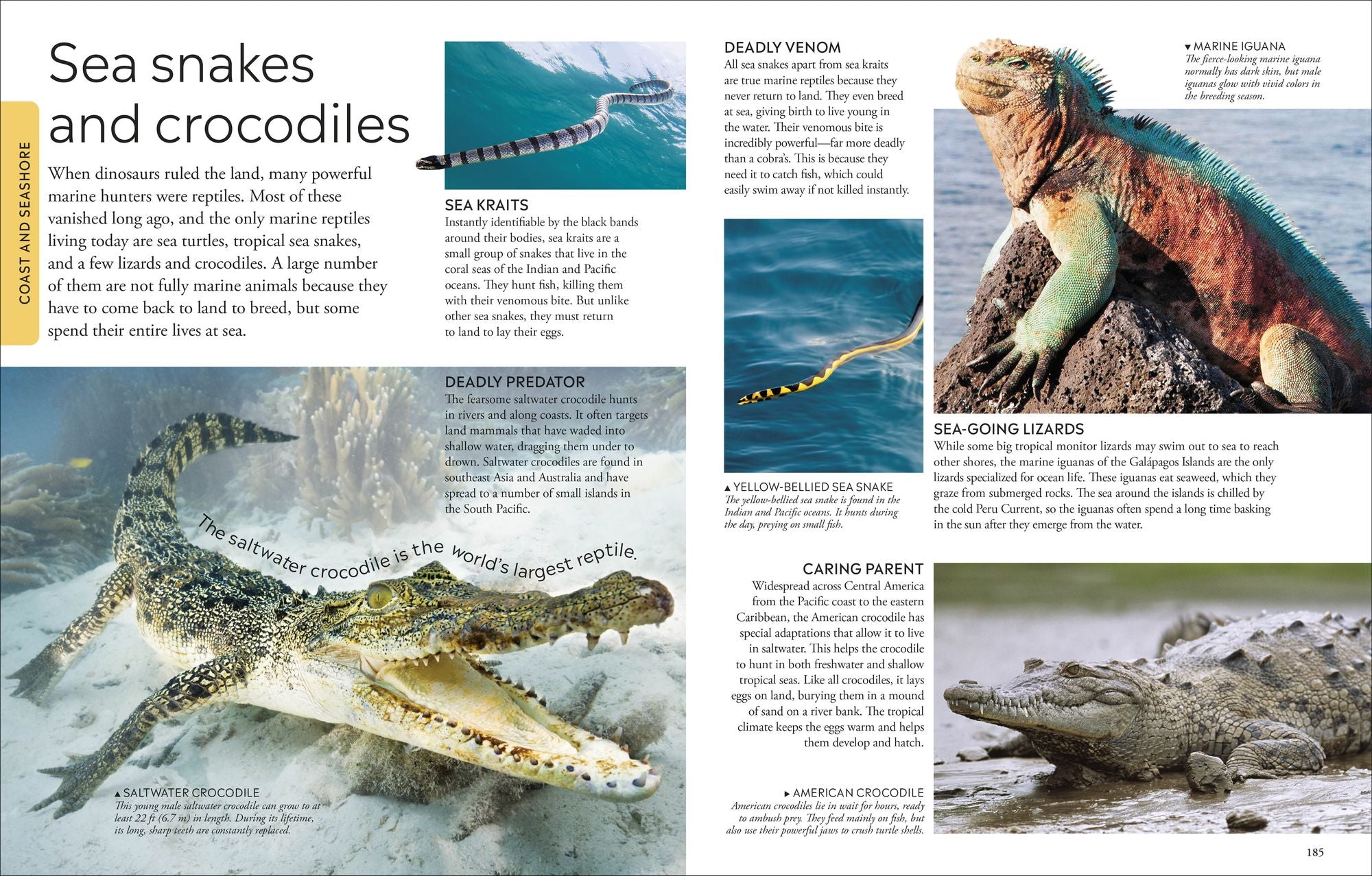 Ocean: A Visual Encyclopedia of Marine Life