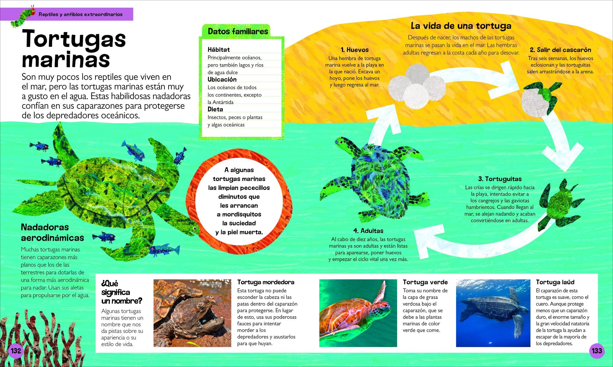 La oruga muy hambrienta Mi primera enciclopedia de animales (The Very Hungry Caterpillar's Very First Animal Encyclopedia)