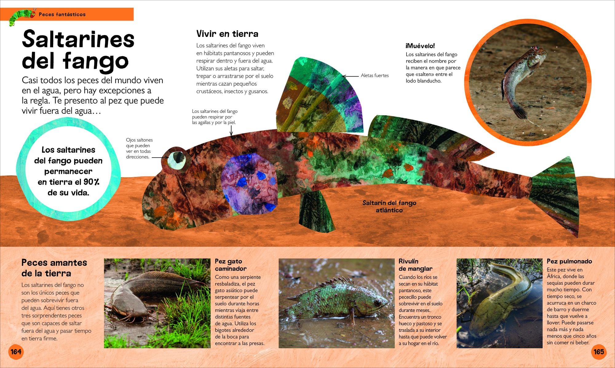 La oruga muy hambrienta Mi primera enciclopedia de animales (The Very Hungry Caterpillar's Very First Animal Encyclopedia)
