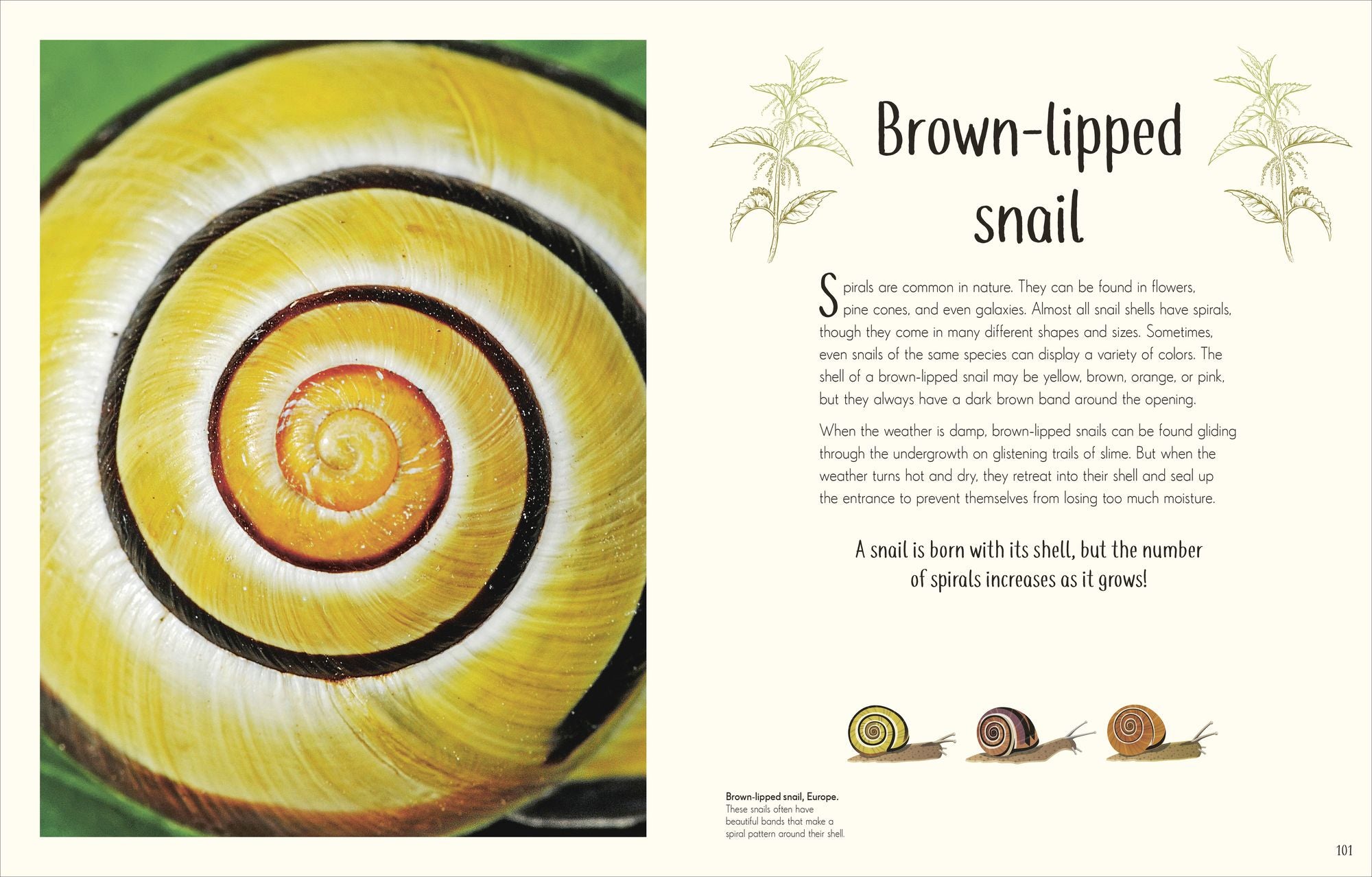 An Anthology of Remarkable Bugs