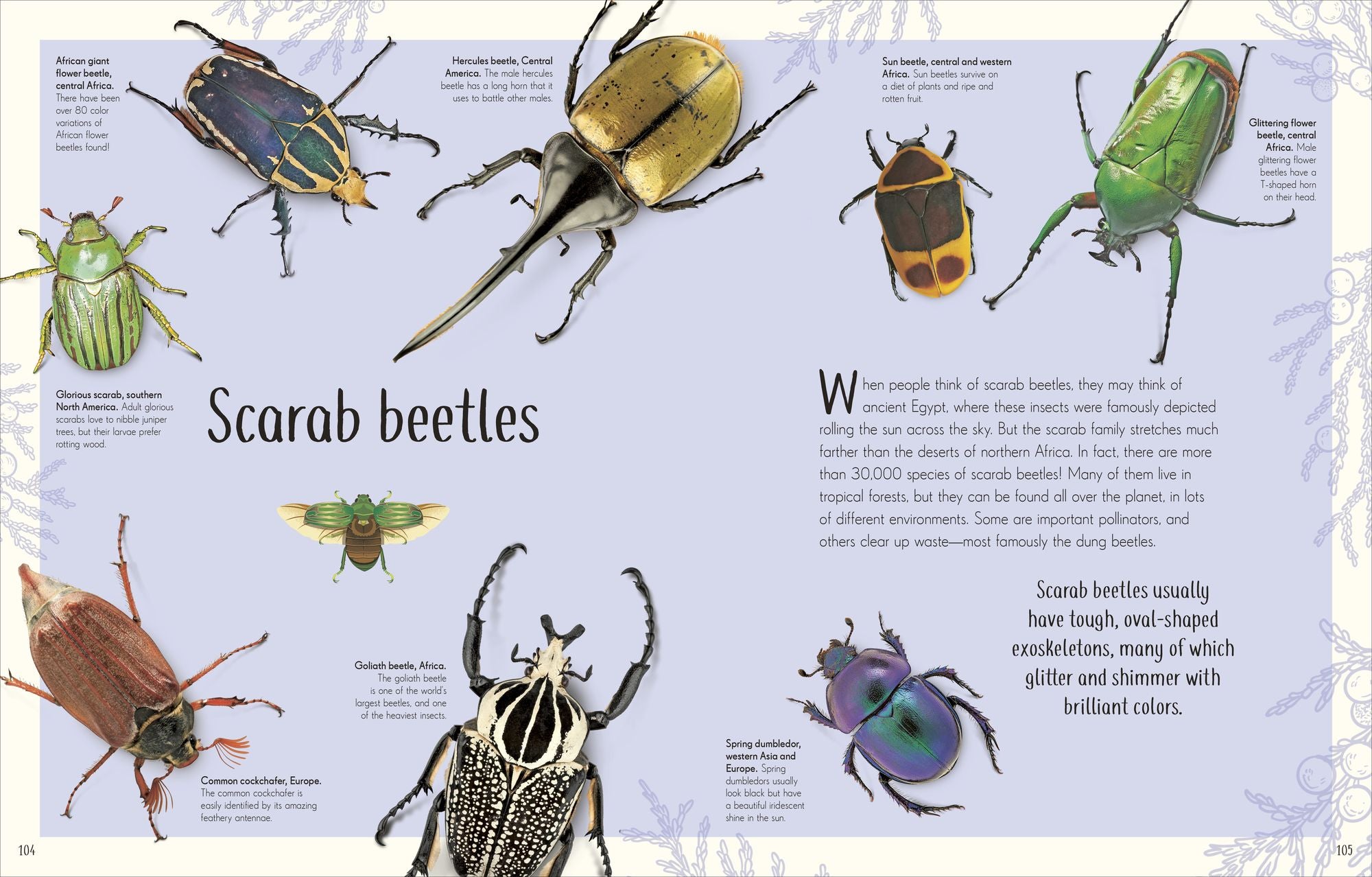 An Anthology of Remarkable Bugs