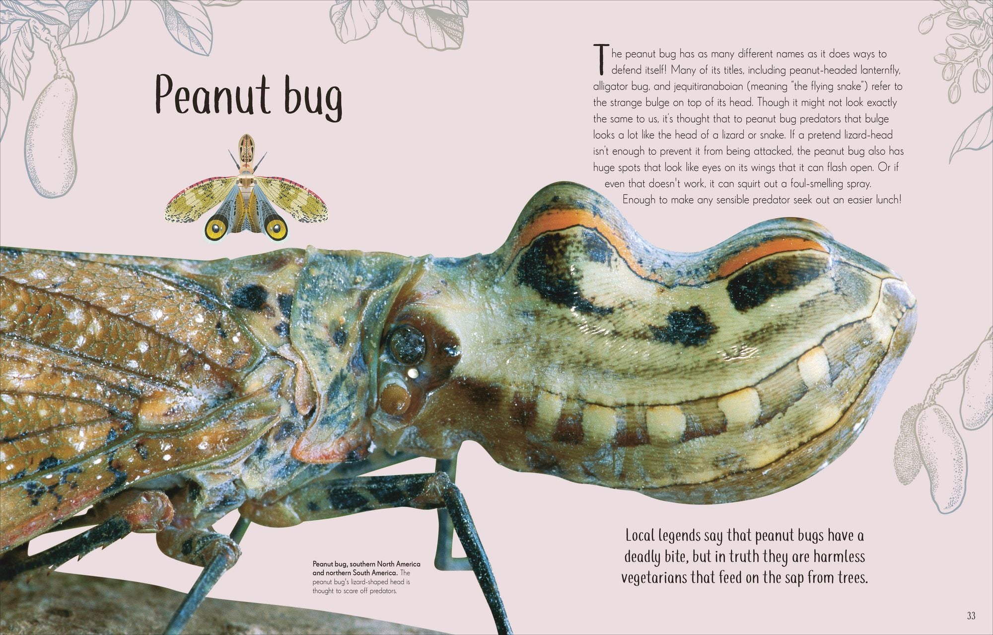 An Anthology of Remarkable Bugs