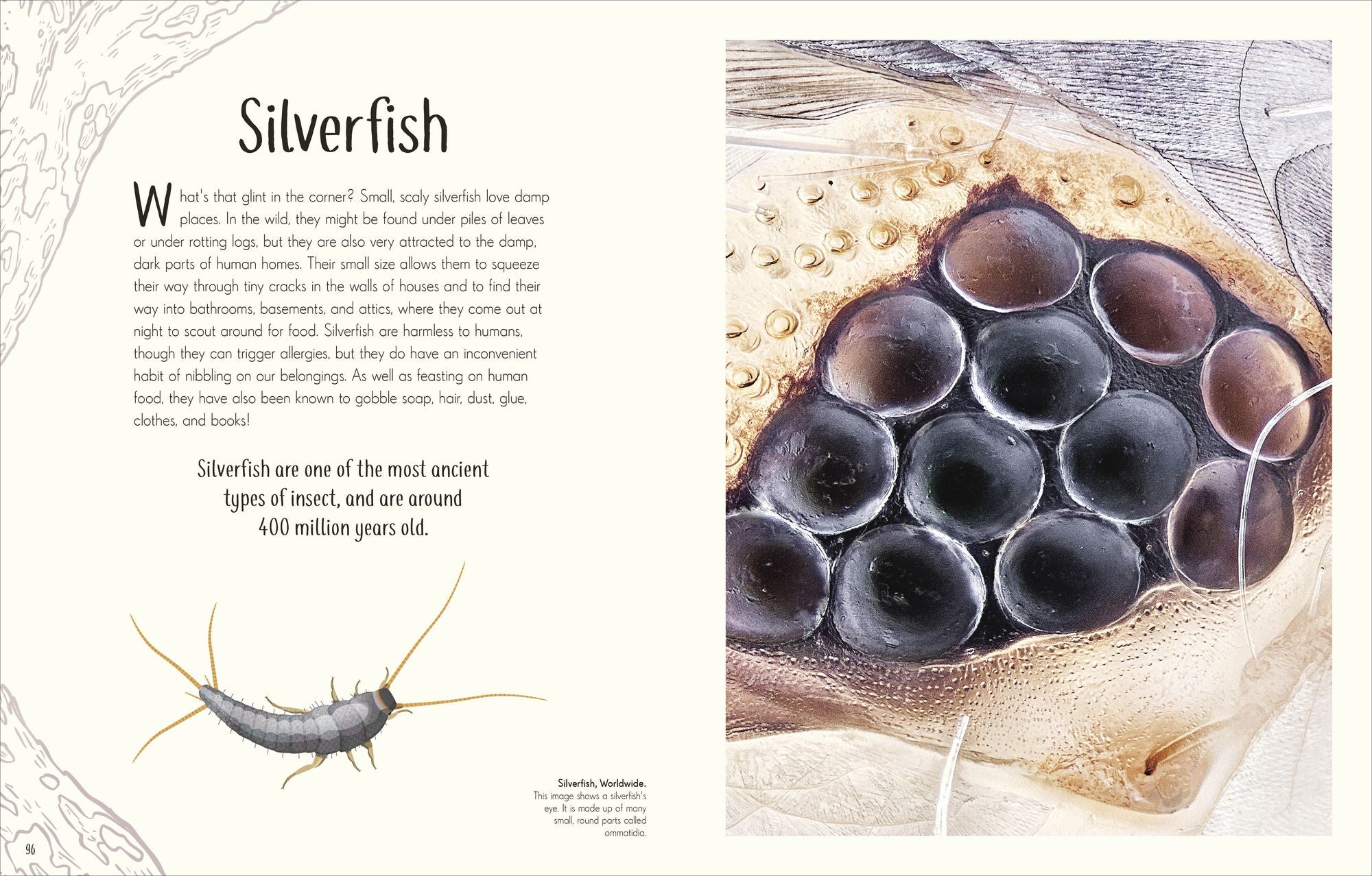 An Anthology of Remarkable Bugs