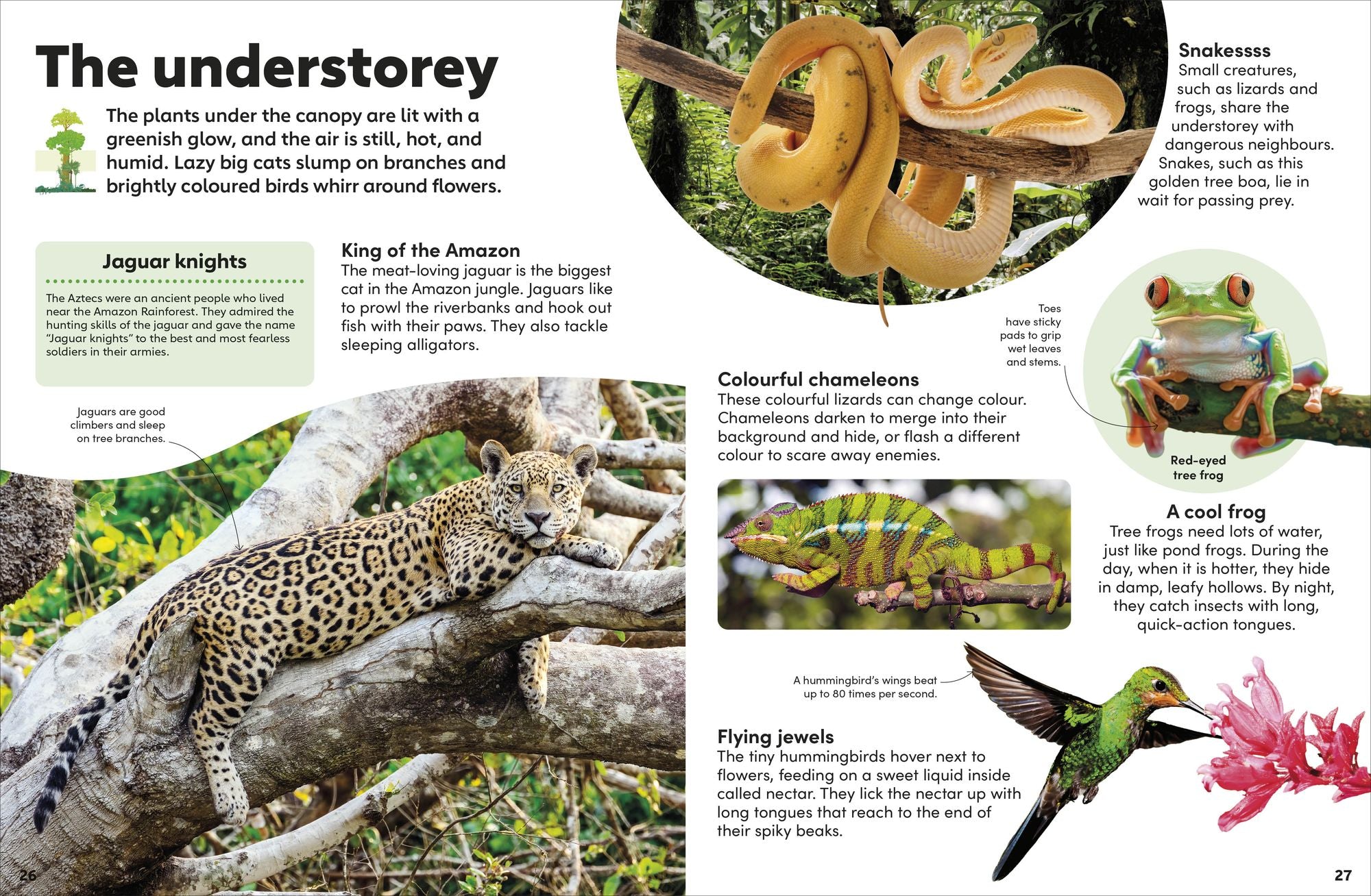 Eyewonder Rainforest: Open Your Eyes to a World of Discovery