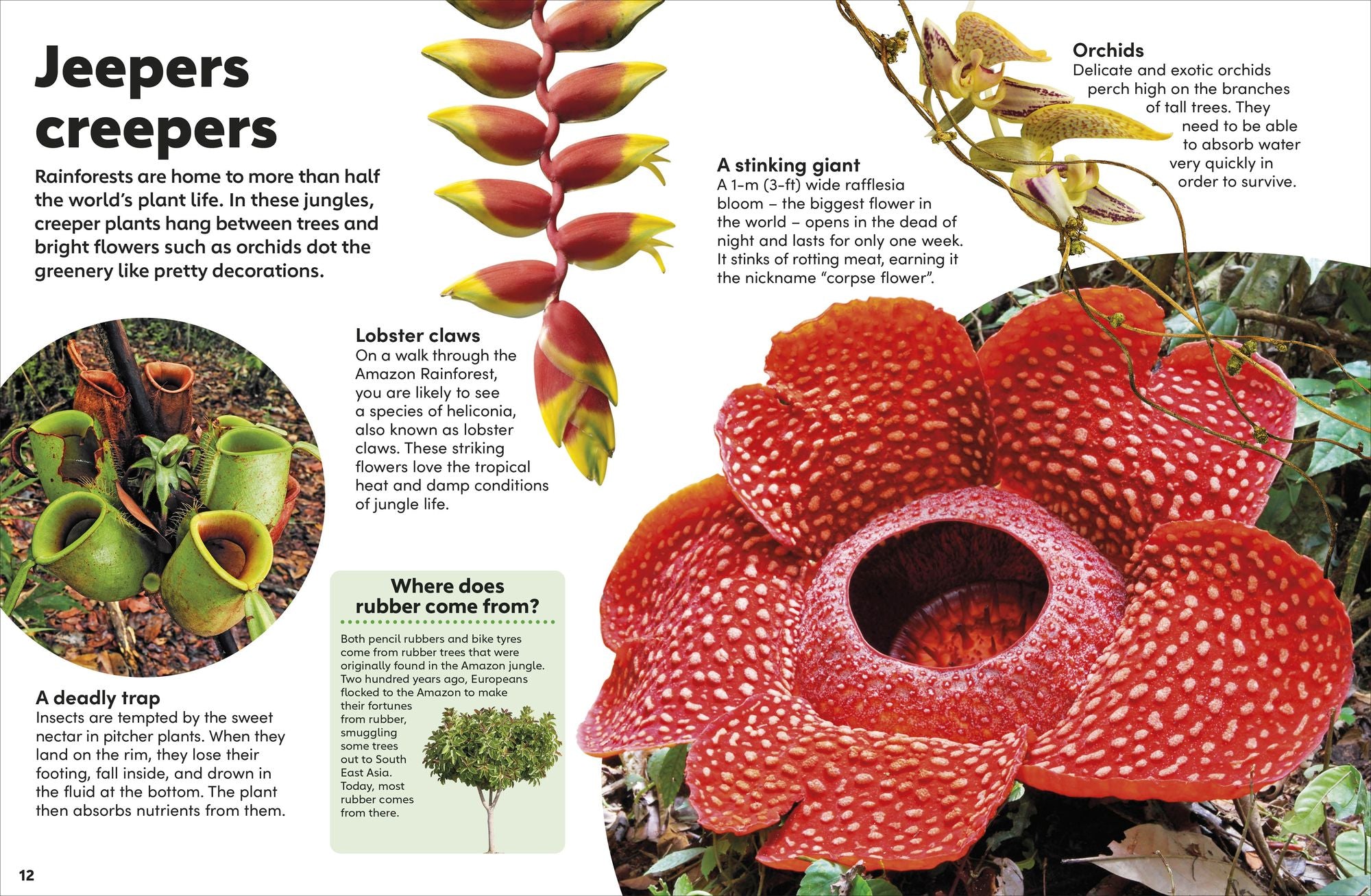 Eyewonder Rainforest: Open Your Eyes to a World of Discovery