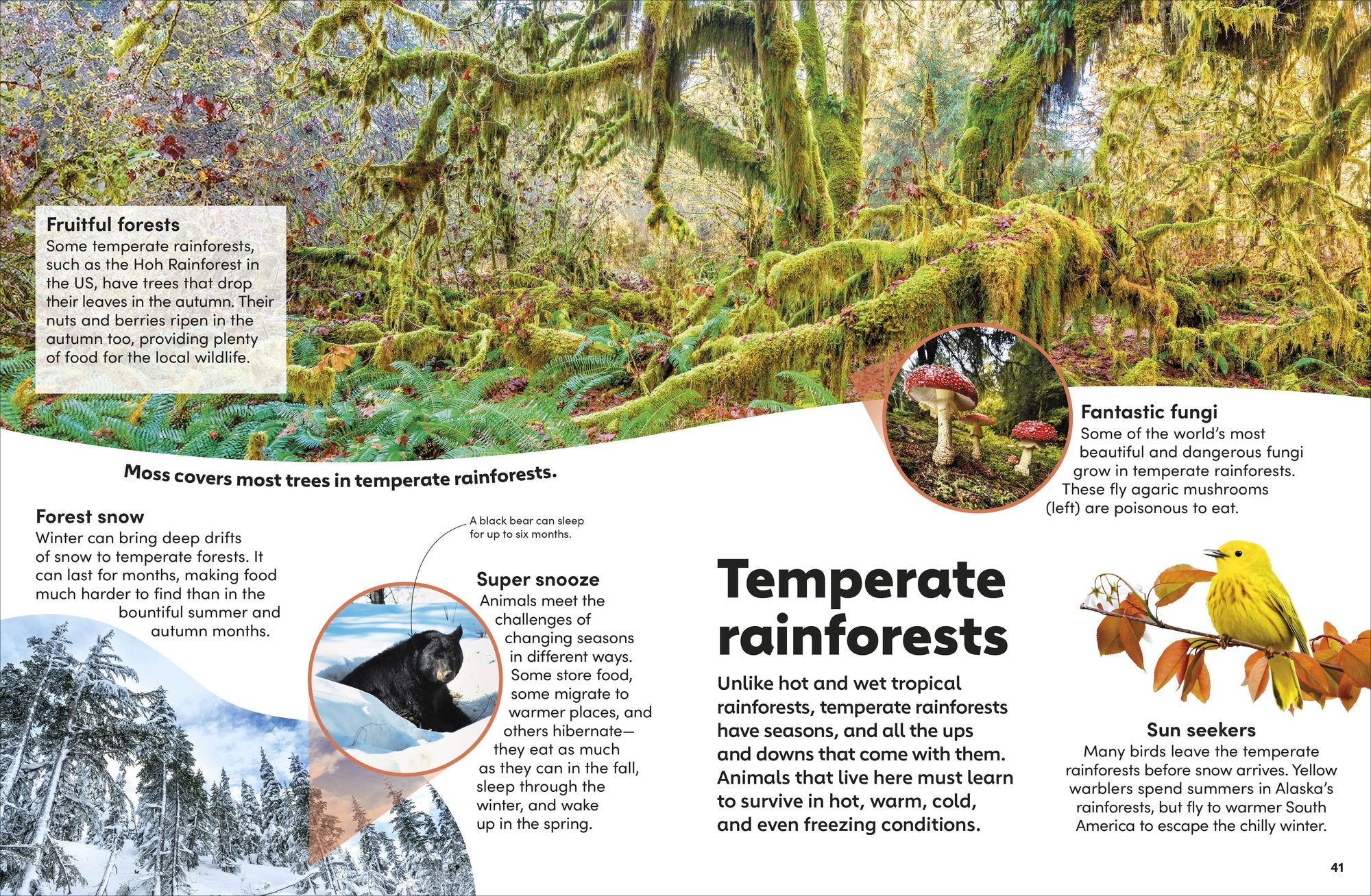 Eyewonder Rainforest: Open Your Eyes to a World of Discovery