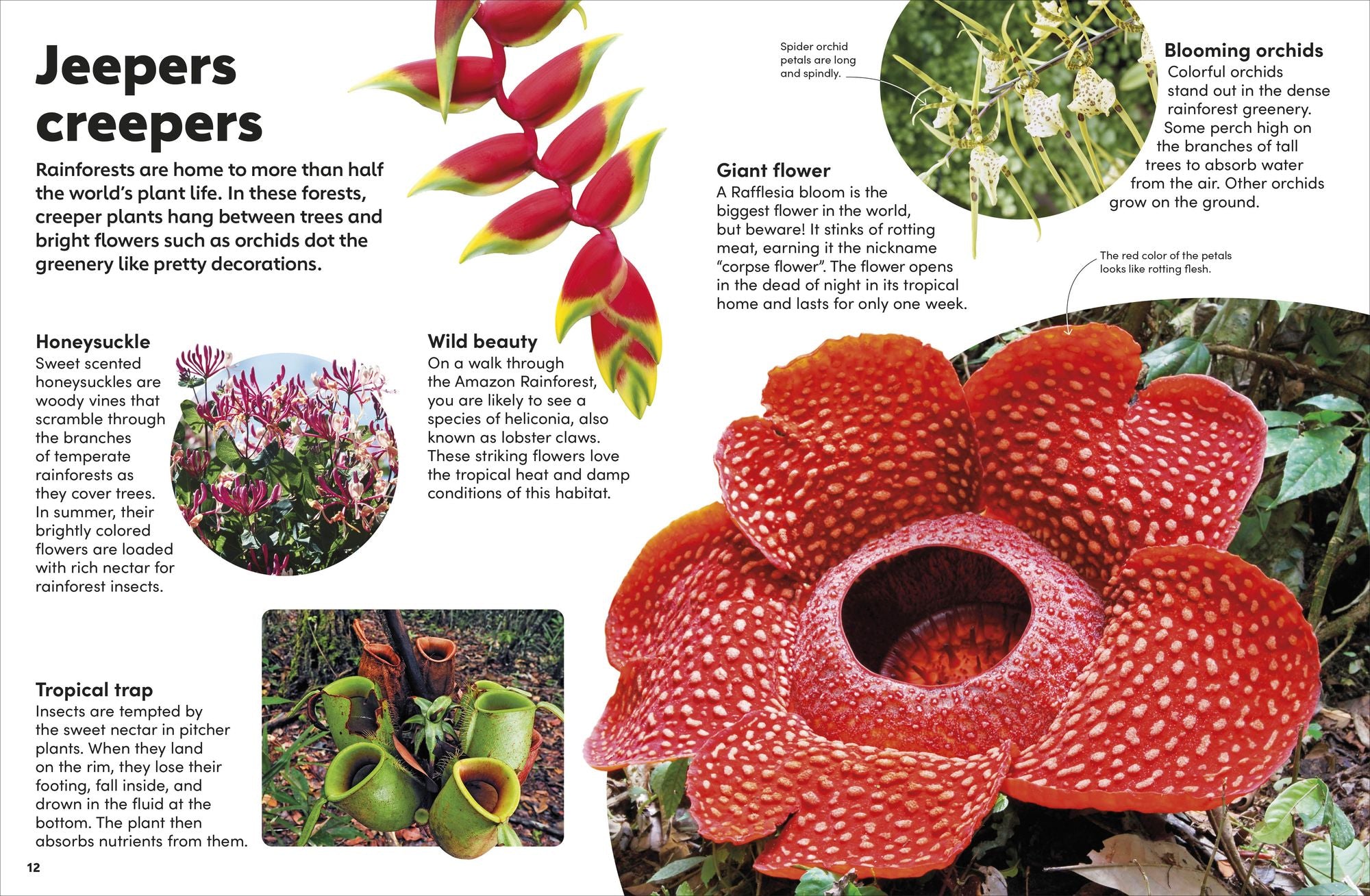 Eyewonder Rainforest: Open Your Eyes to a World of Discovery