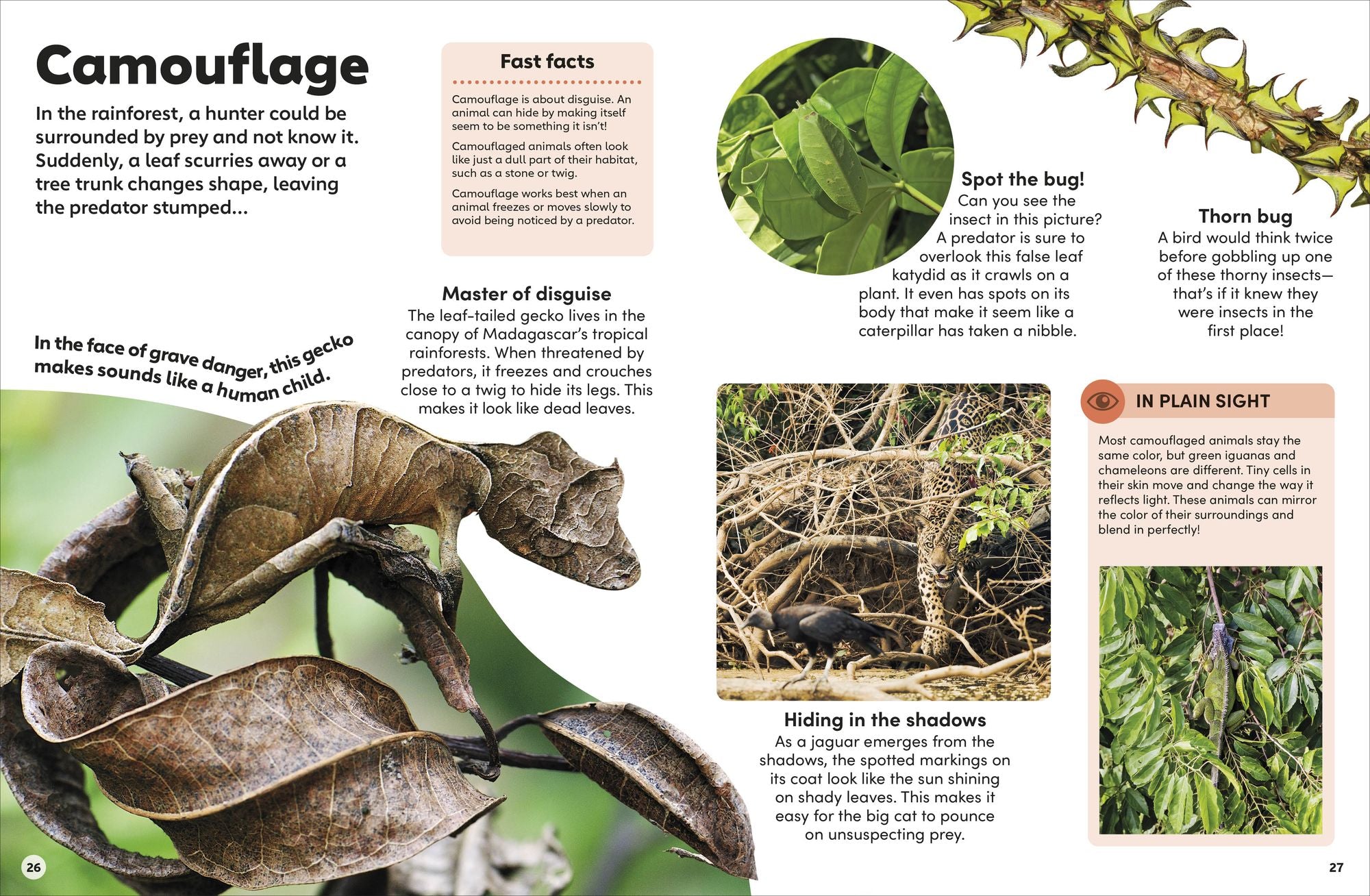 Eyewonder Rainforest: Open Your Eyes to a World of Discovery