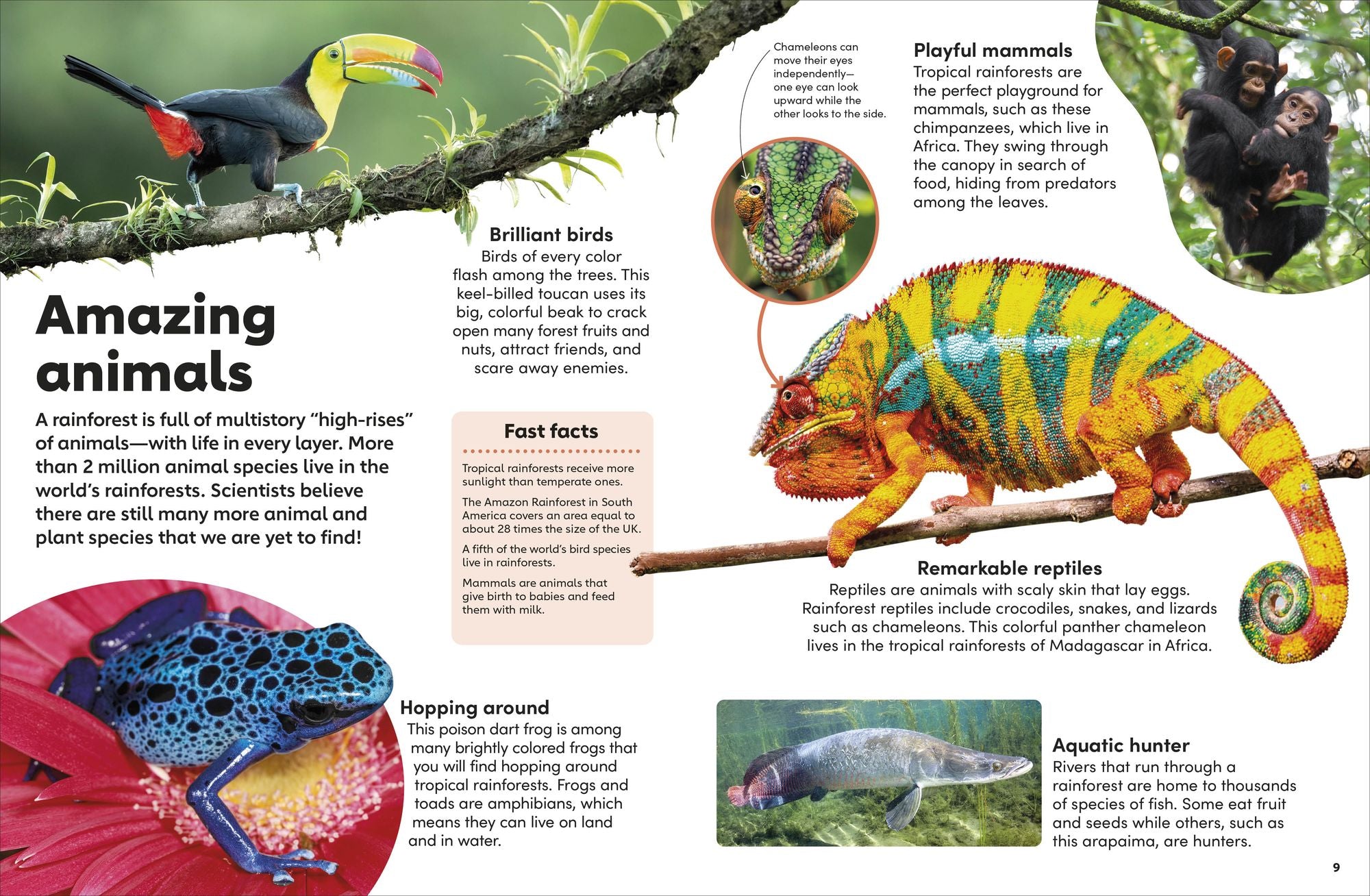 Eyewonder Rainforest: Open Your Eyes to a World of Discovery