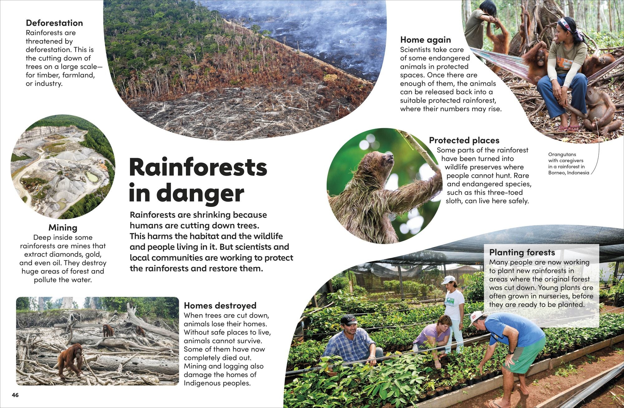 Eyewonder Rainforest: Open Your Eyes to a World of Discovery