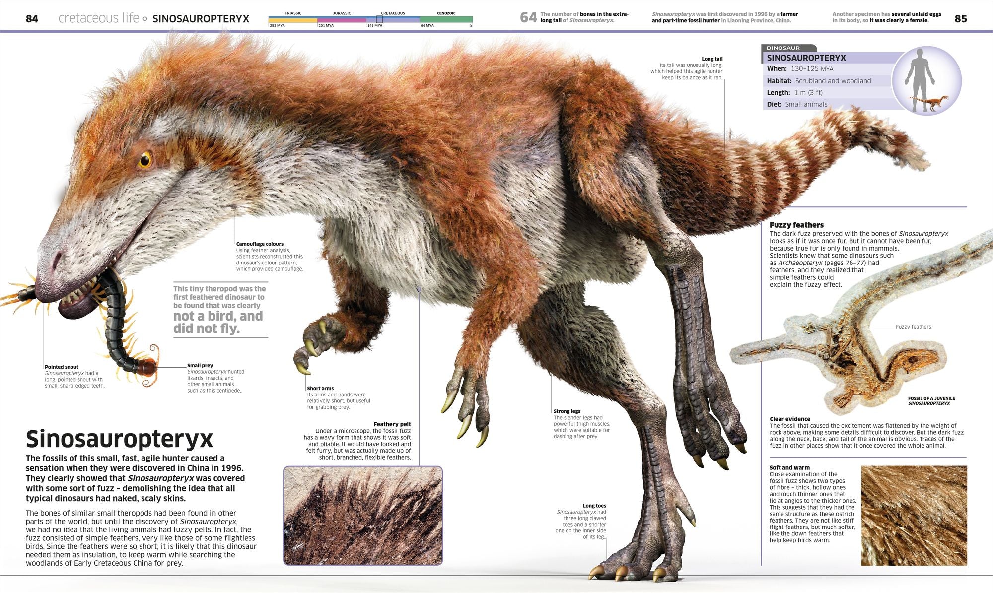 Knowledge Encyclopedia Dinosaur!