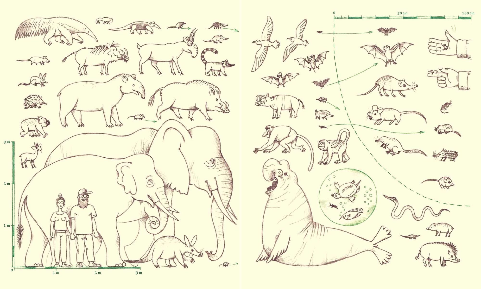 Genius Noses: A Curious Animal Compendium