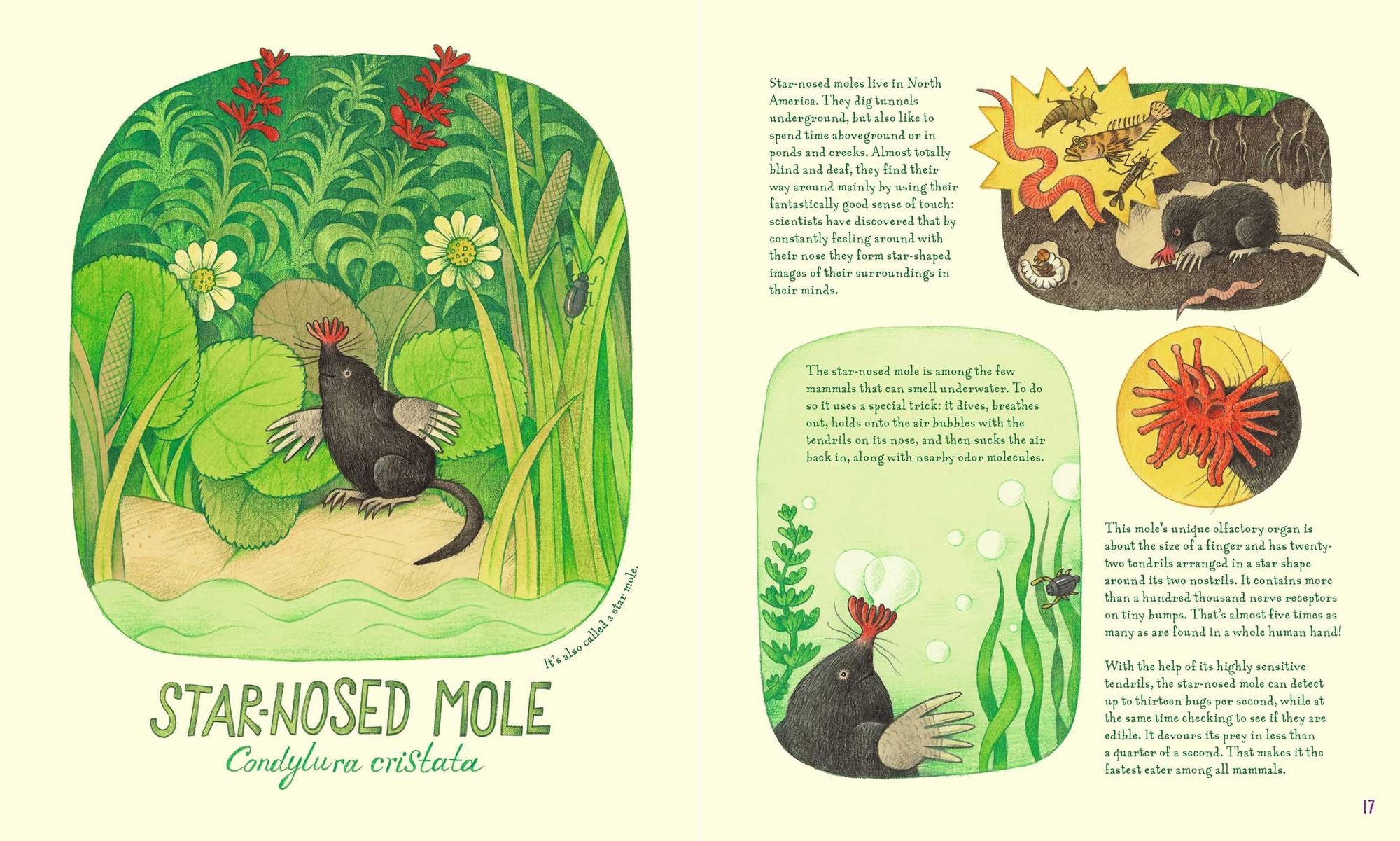 Genius Noses: A Curious Animal Compendium