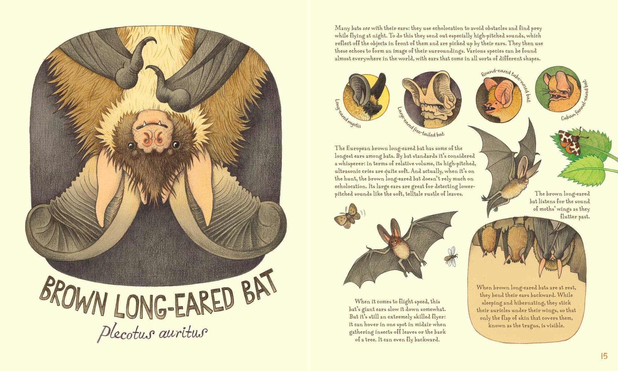 Genius Ears: A Curious Animal Compendium
