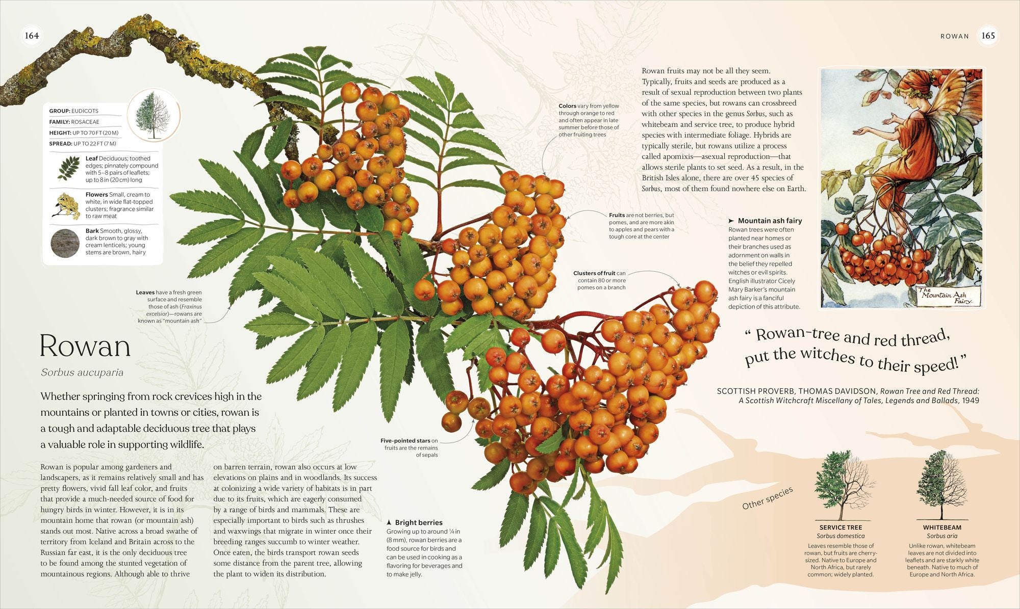 The Tree Book: The Stories, Science, and History of Trees