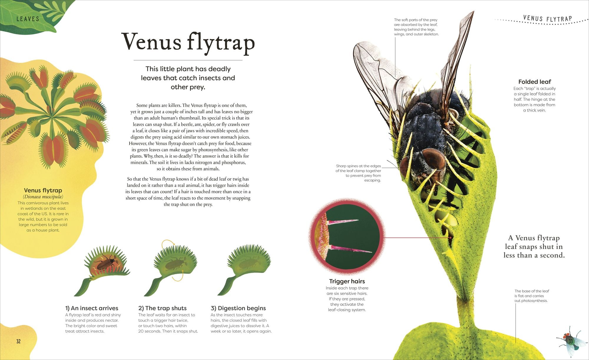 The Secret World of Plants: Tales of More Than 100 Remarkable Flowers, Trees, and Seeds