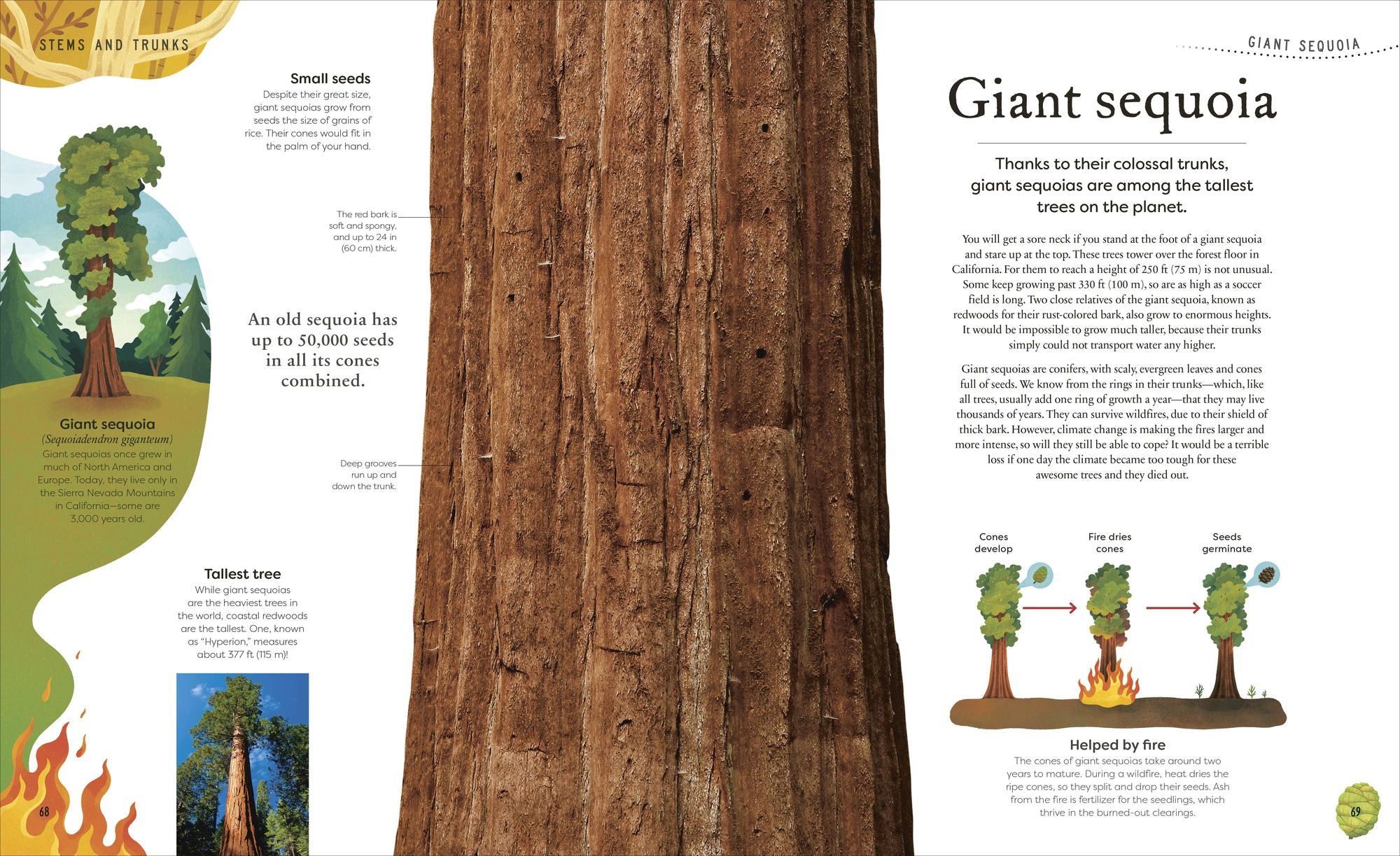 The Secret World of Plants: Tales of More Than 100 Remarkable Flowers, Trees, and Seeds