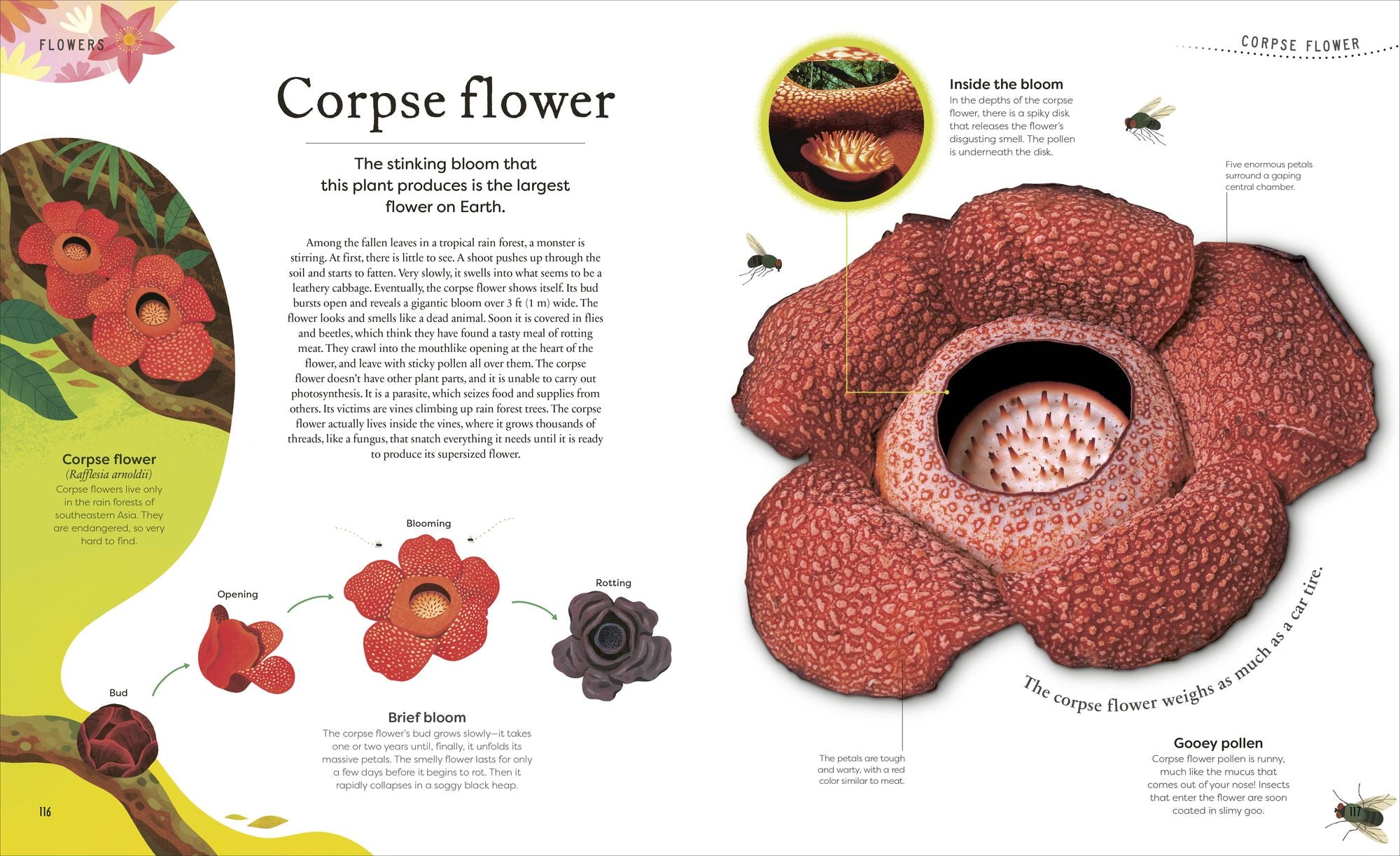 The Secret World of Plants: Tales of More Than 100 Remarkable Flowers, Trees, and Seeds