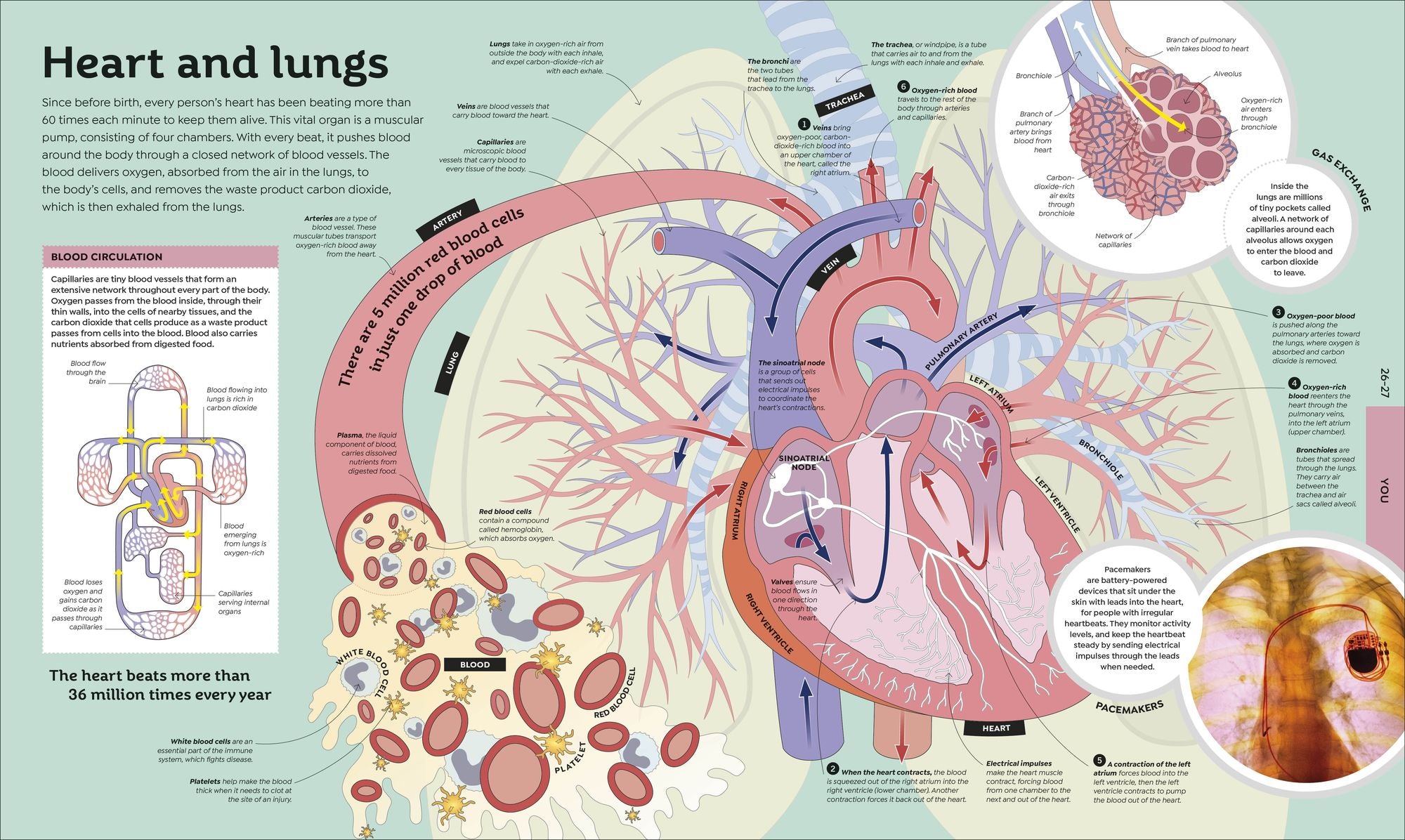 How Everything Works: From Brain Cells to Black Holes