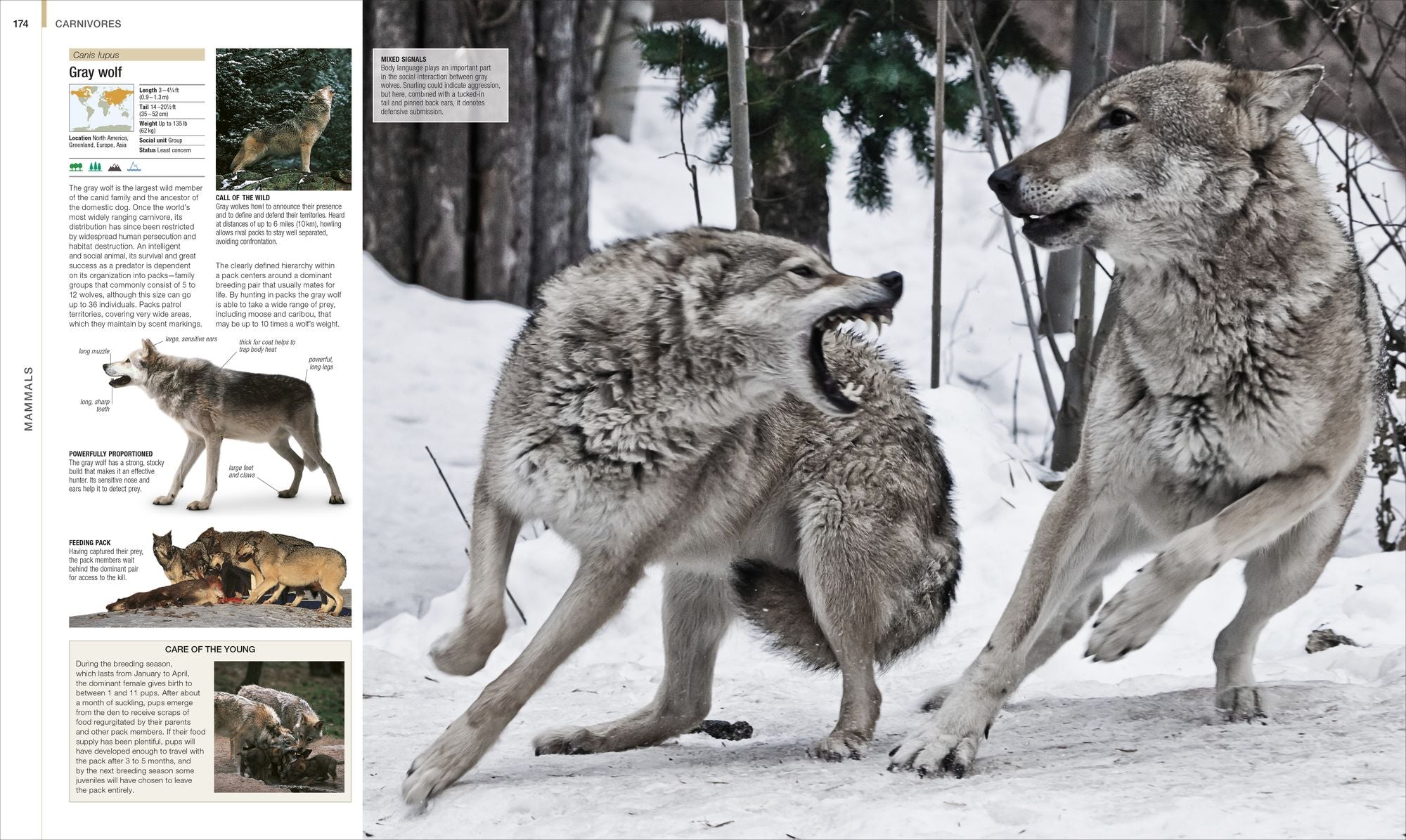 Animal: The Definitive Visual Guide