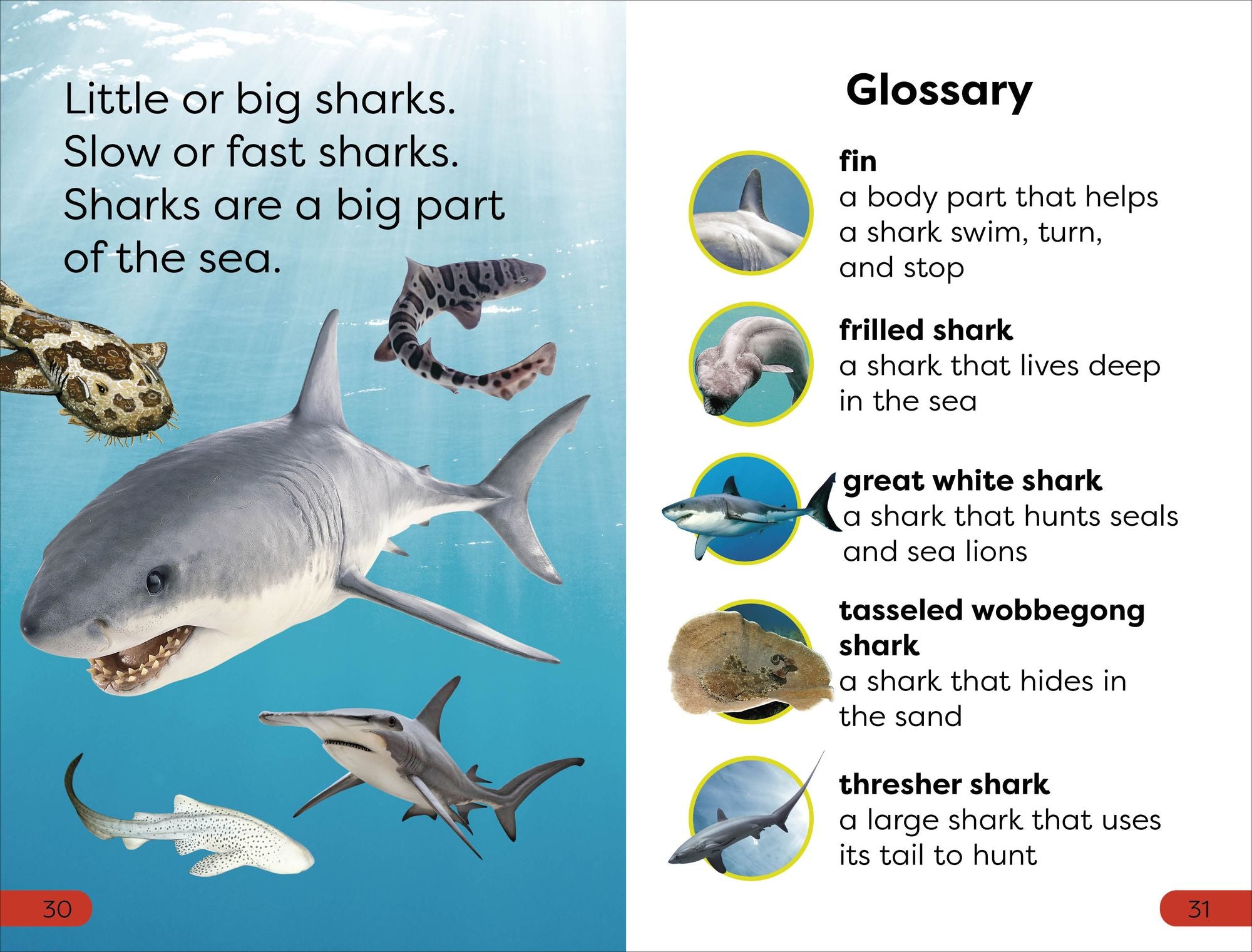 DK Super Readers Pre-Level Little Sharks Big Sharks