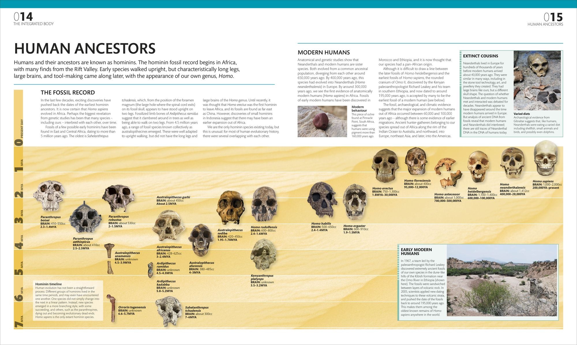 The Complete Human Body: The Definitive Visual Guide