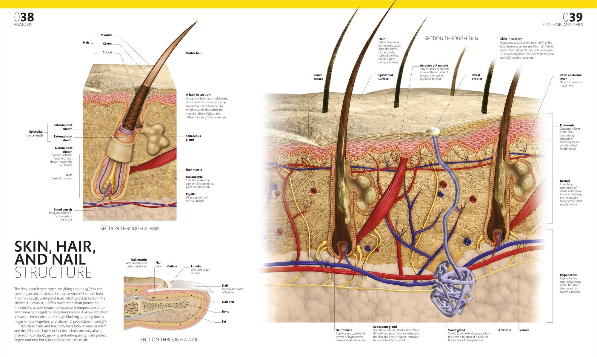 The Complete Human Body: The Definitive Visual Guide