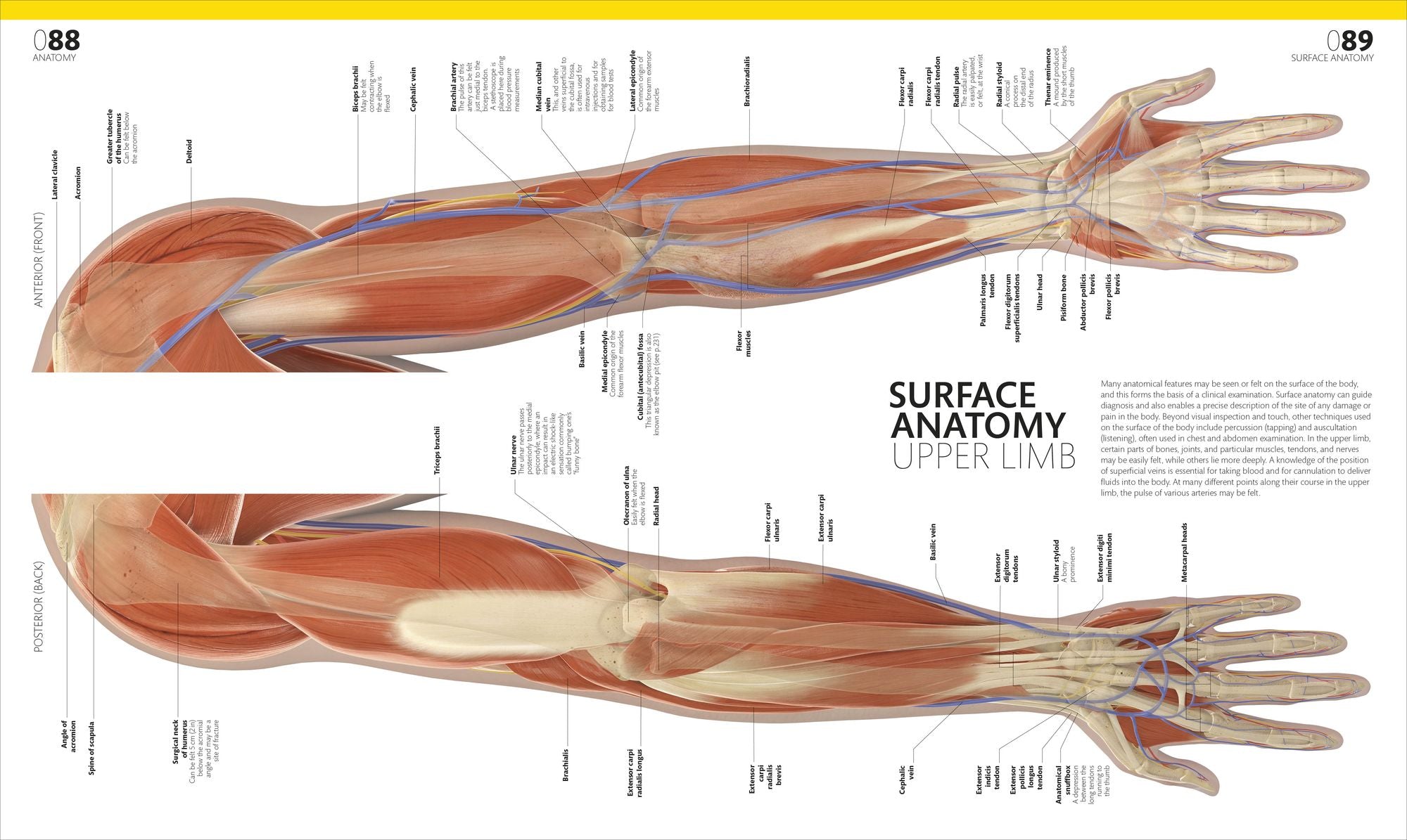 The Complete Human Body: The Definitive Visual Guide