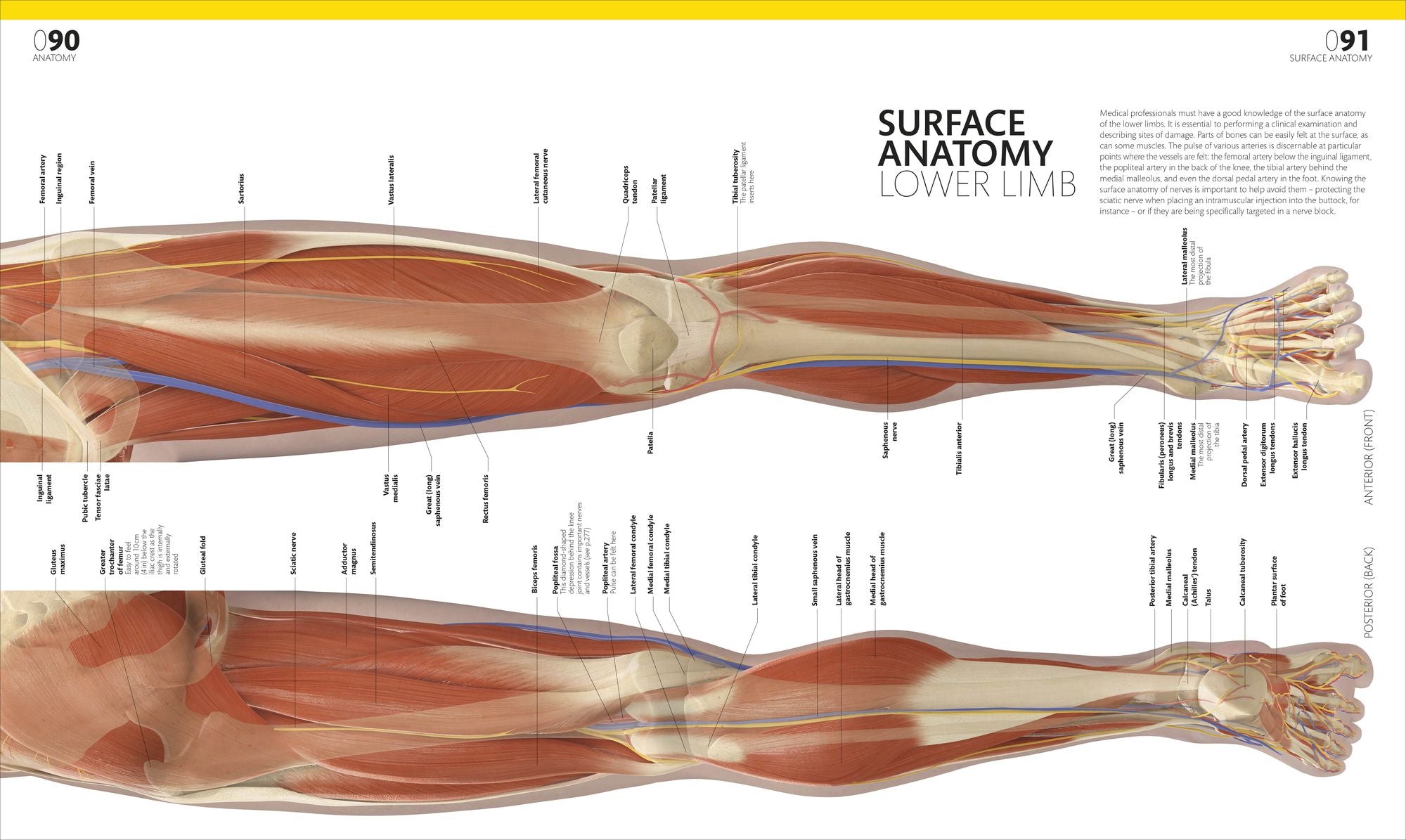 The Complete Human Body: The Definitive Visual Guide