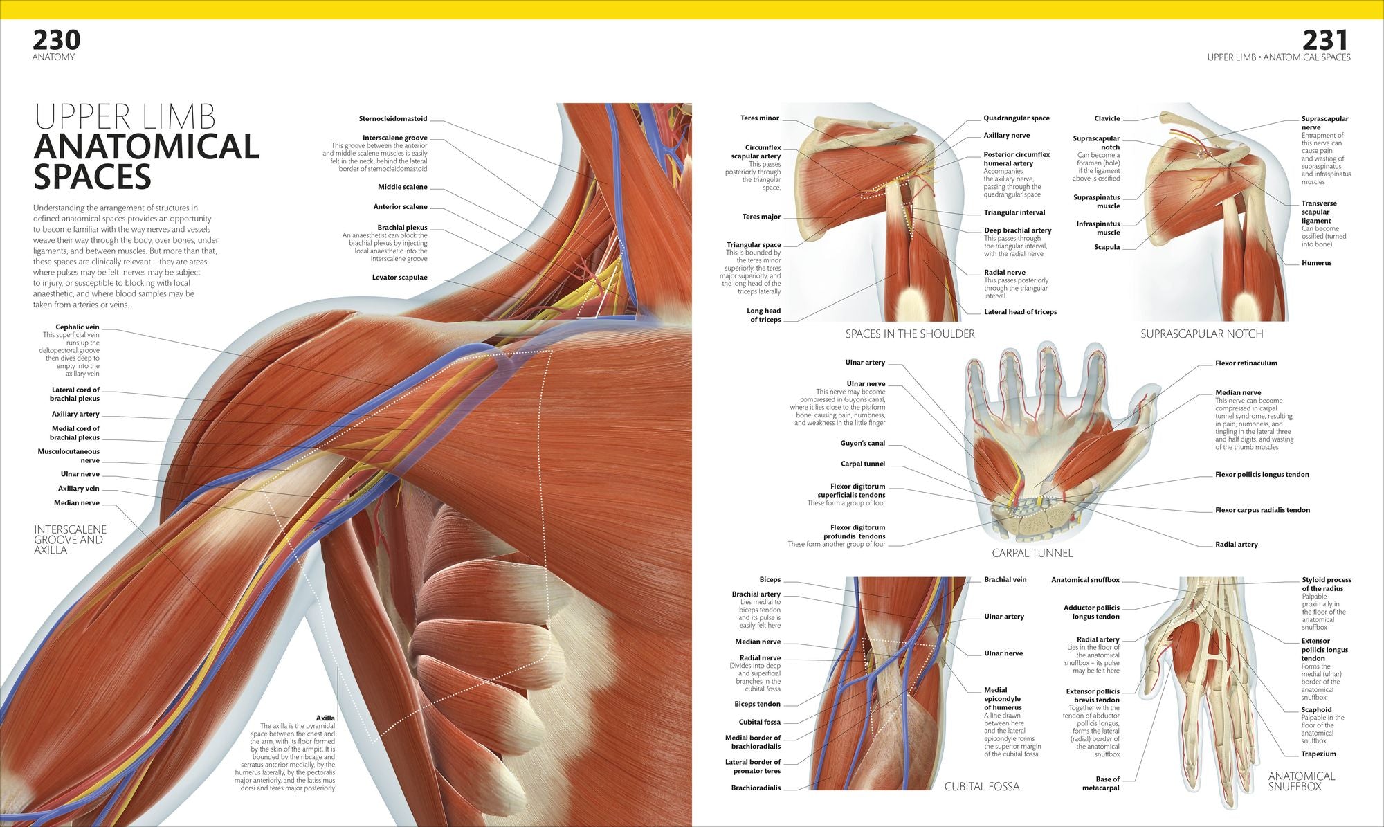 The Complete Human Body: The Definitive Visual Guide