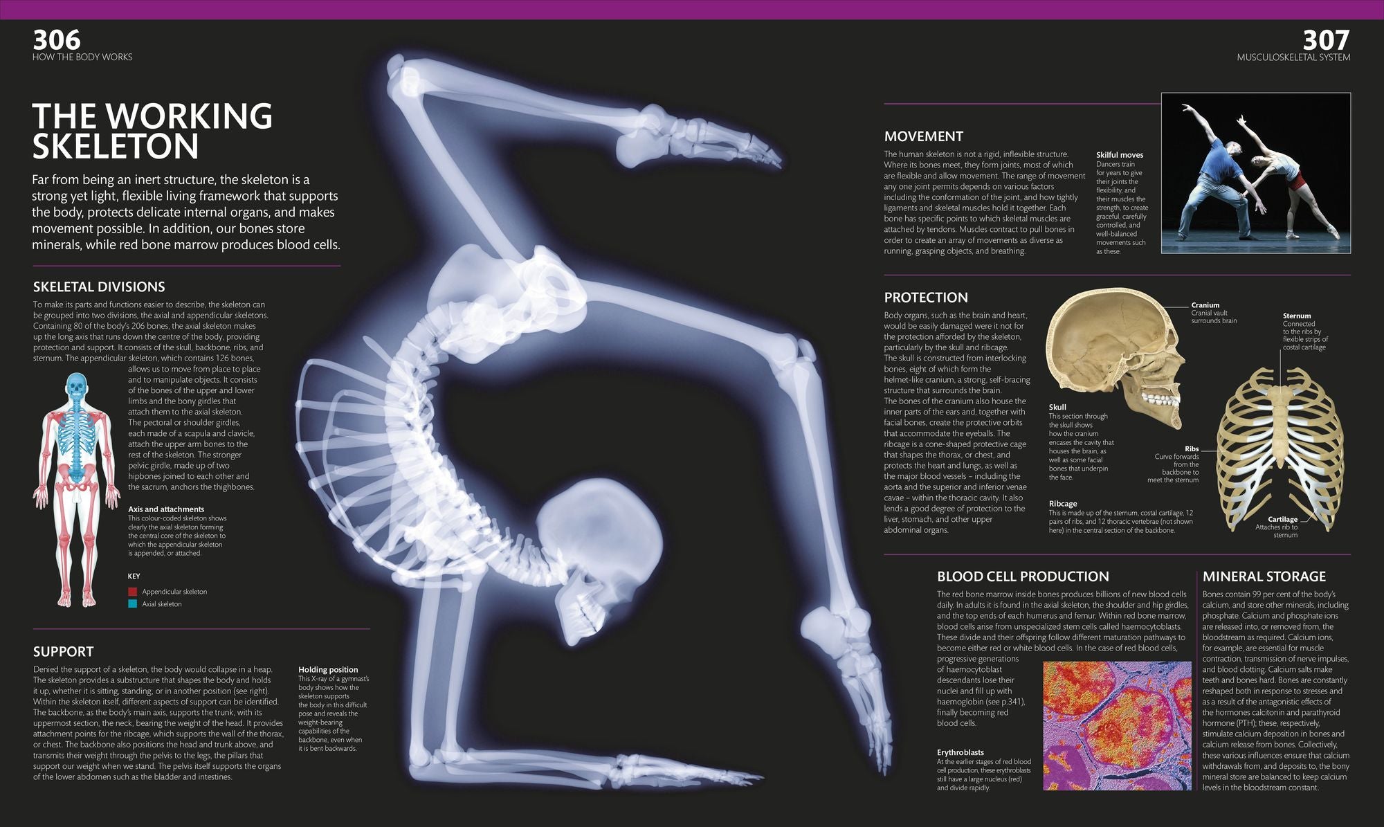 The Complete Human Body: The Definitive Visual Guide
