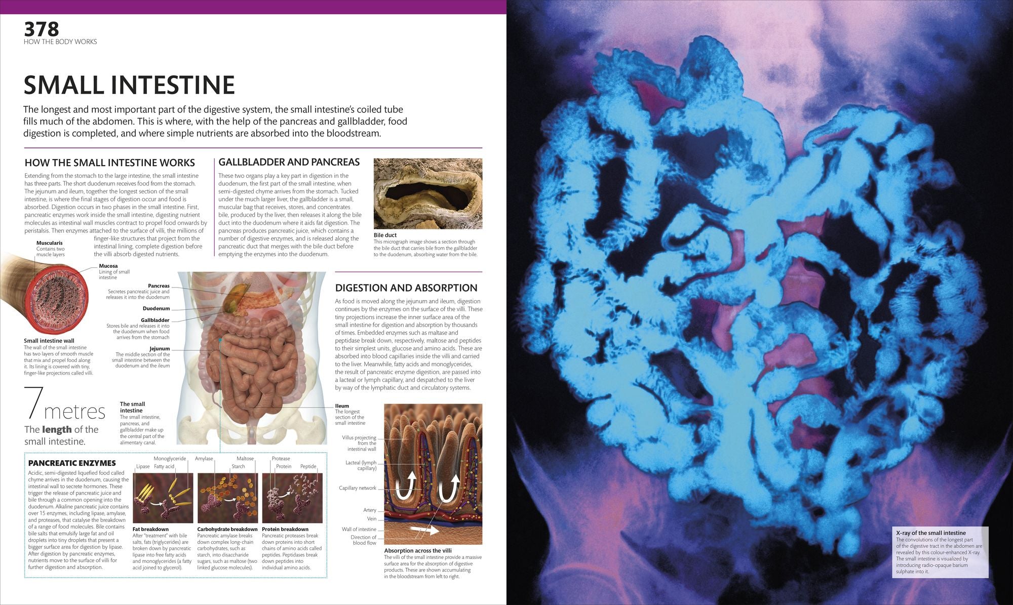 The Complete Human Body: The Definitive Visual Guide