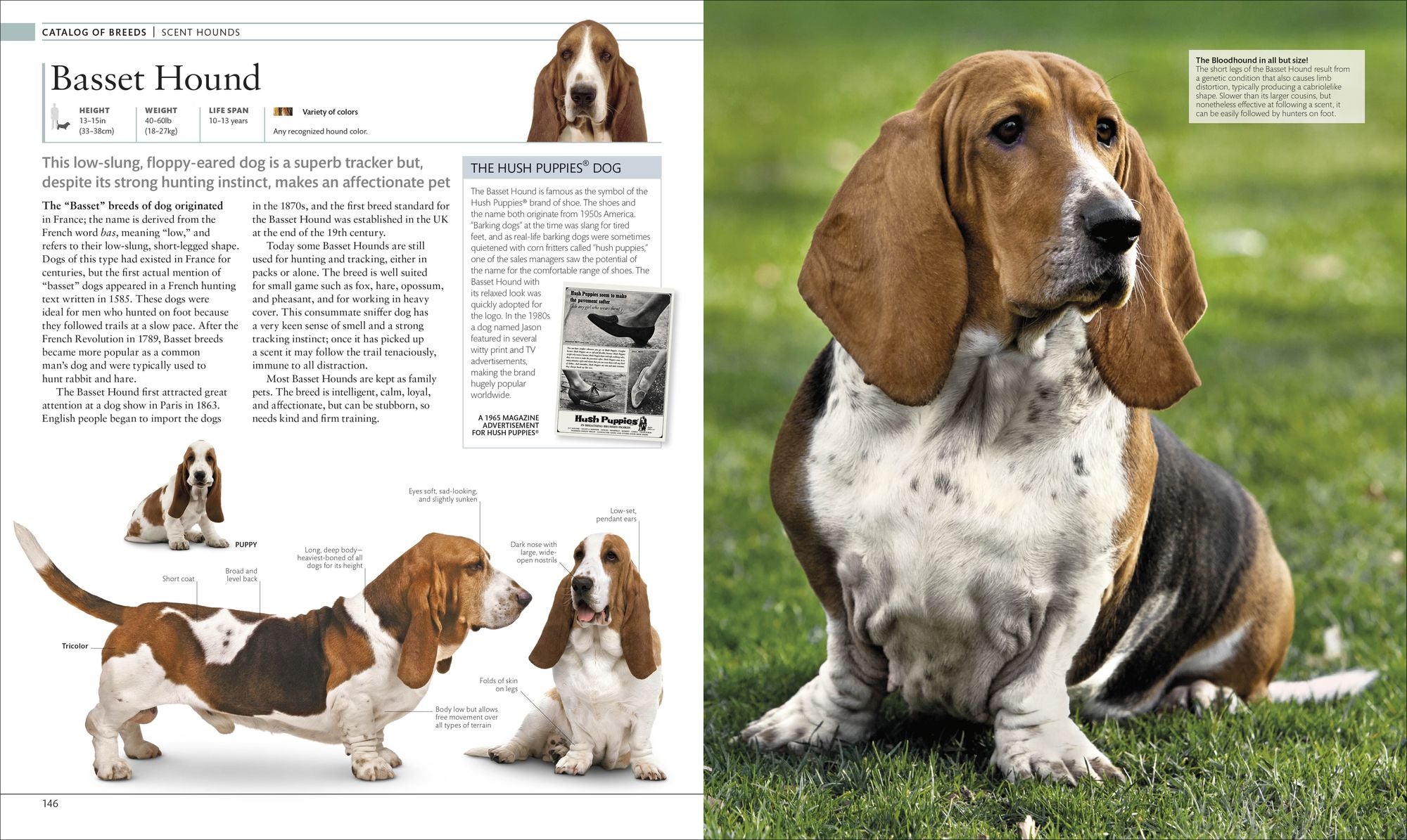 The Dog Encyclopedia