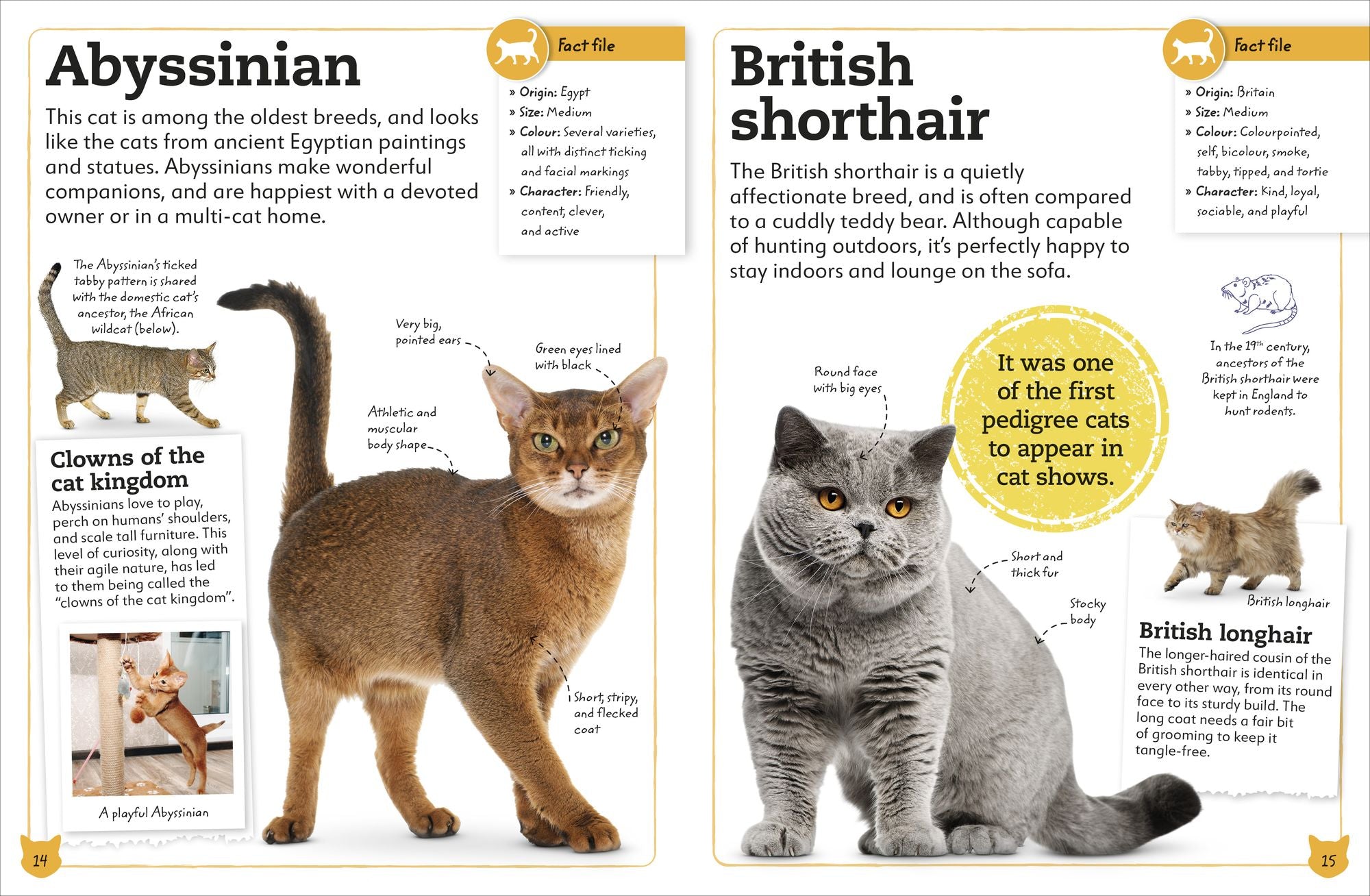 My Book of Cats and Kittens: A Fact-Filled Guide to Your Feline Friends