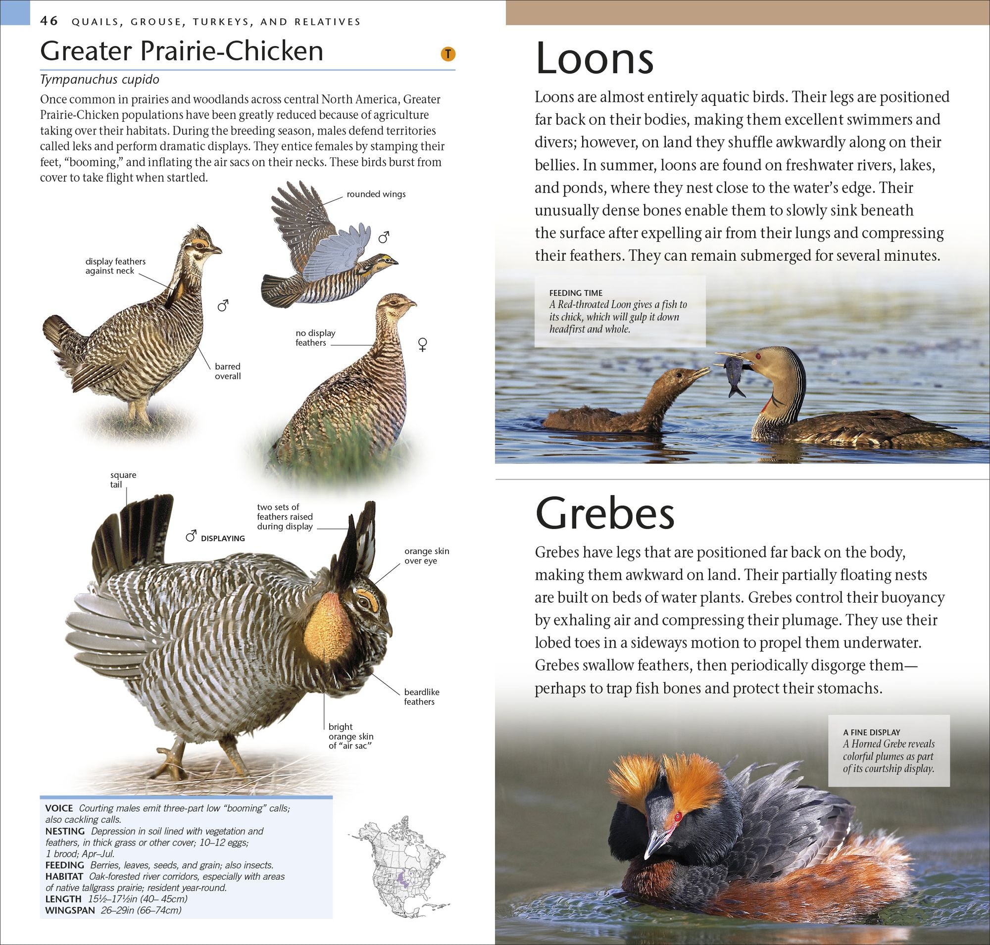 AMNH Pocket Birds of North America Western Region